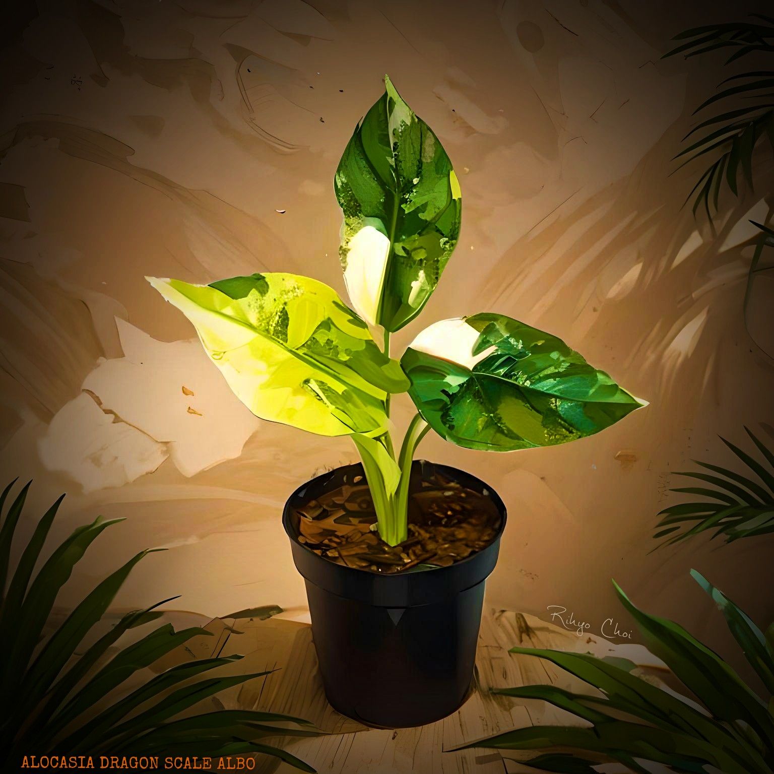 Photo of the plant species Alocasia Dragon Scale Albo by @JenobiBLU named Blanco on Greg, the plant care app