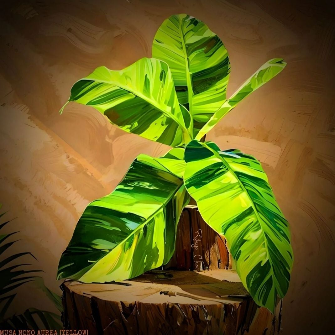 Plant care for Japanese Banana on Greg, the plant care app