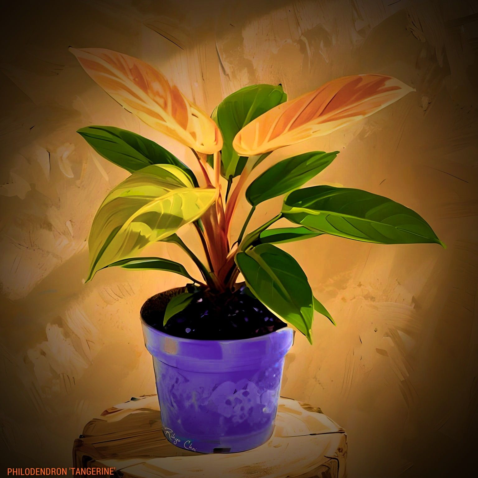 Photo of the plant species Philodendron tangerine by @JenobiBLU named Cointreau on Greg, the plant care app