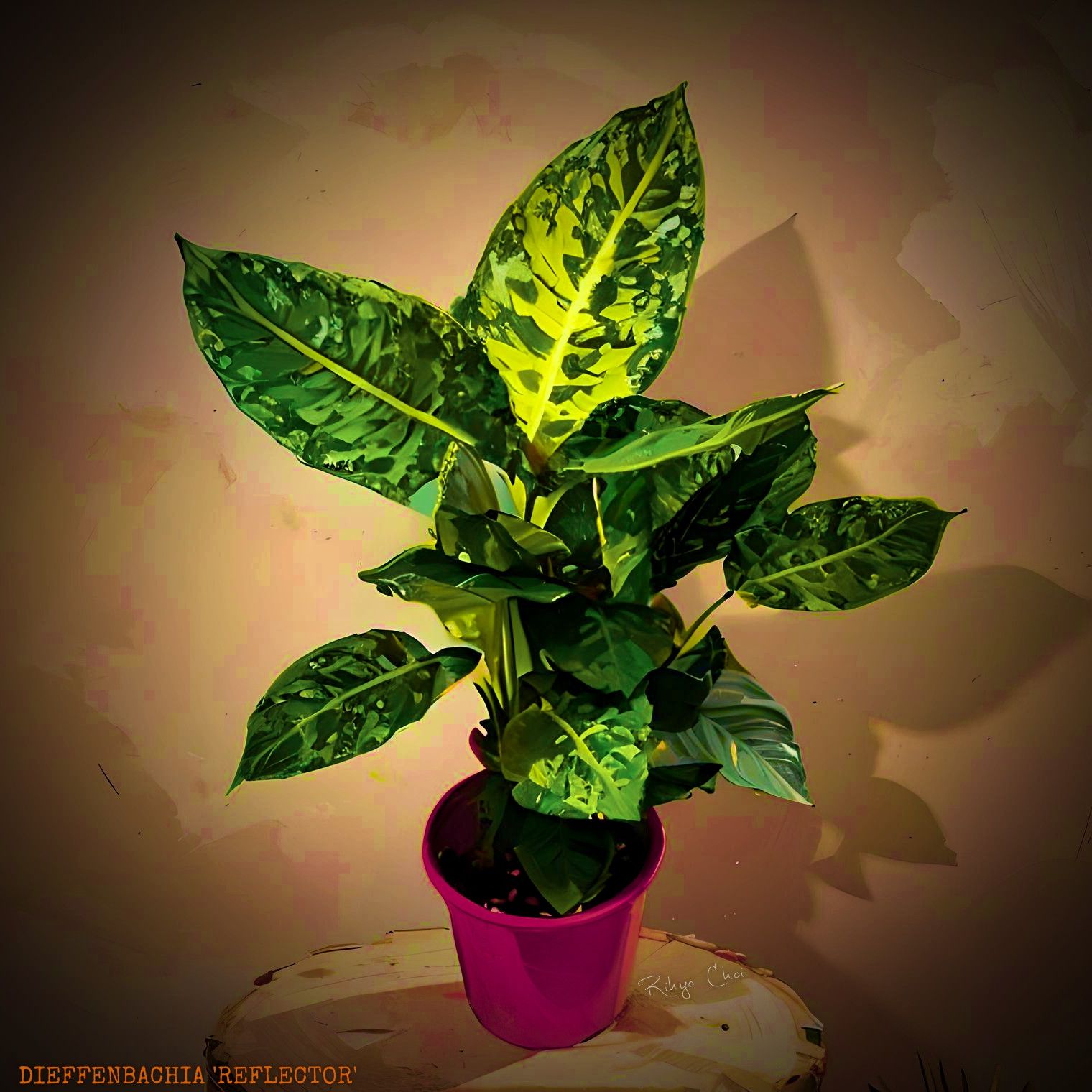 Photo of the plant species Dumb Cane 'Reflector' by @JenobiBLU named Narcissus on Greg, the plant care app
