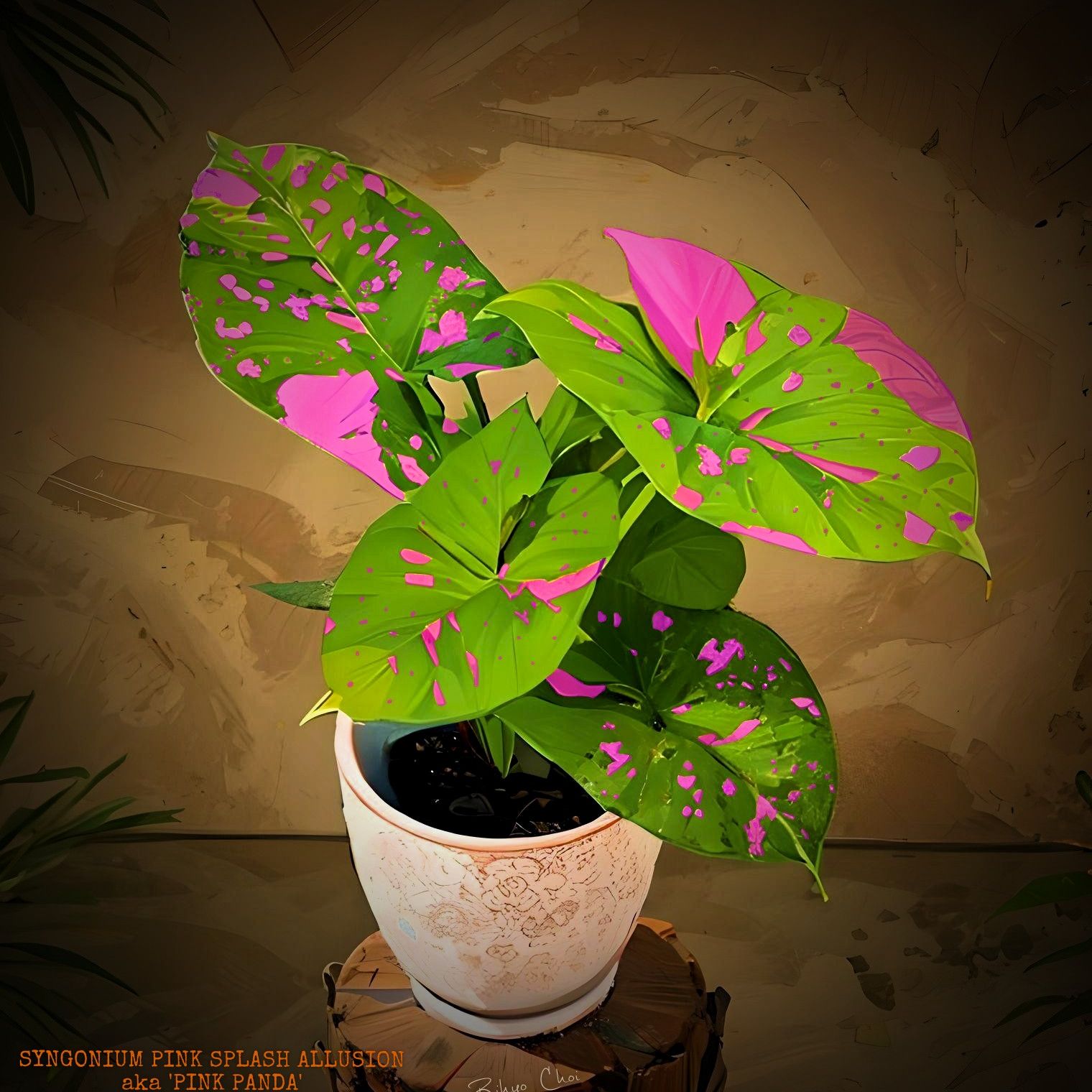 Photo of the plant species Syngonium podophyllum 'Pink Panda' by @JenobiBLU named Splish on Greg, the plant care app