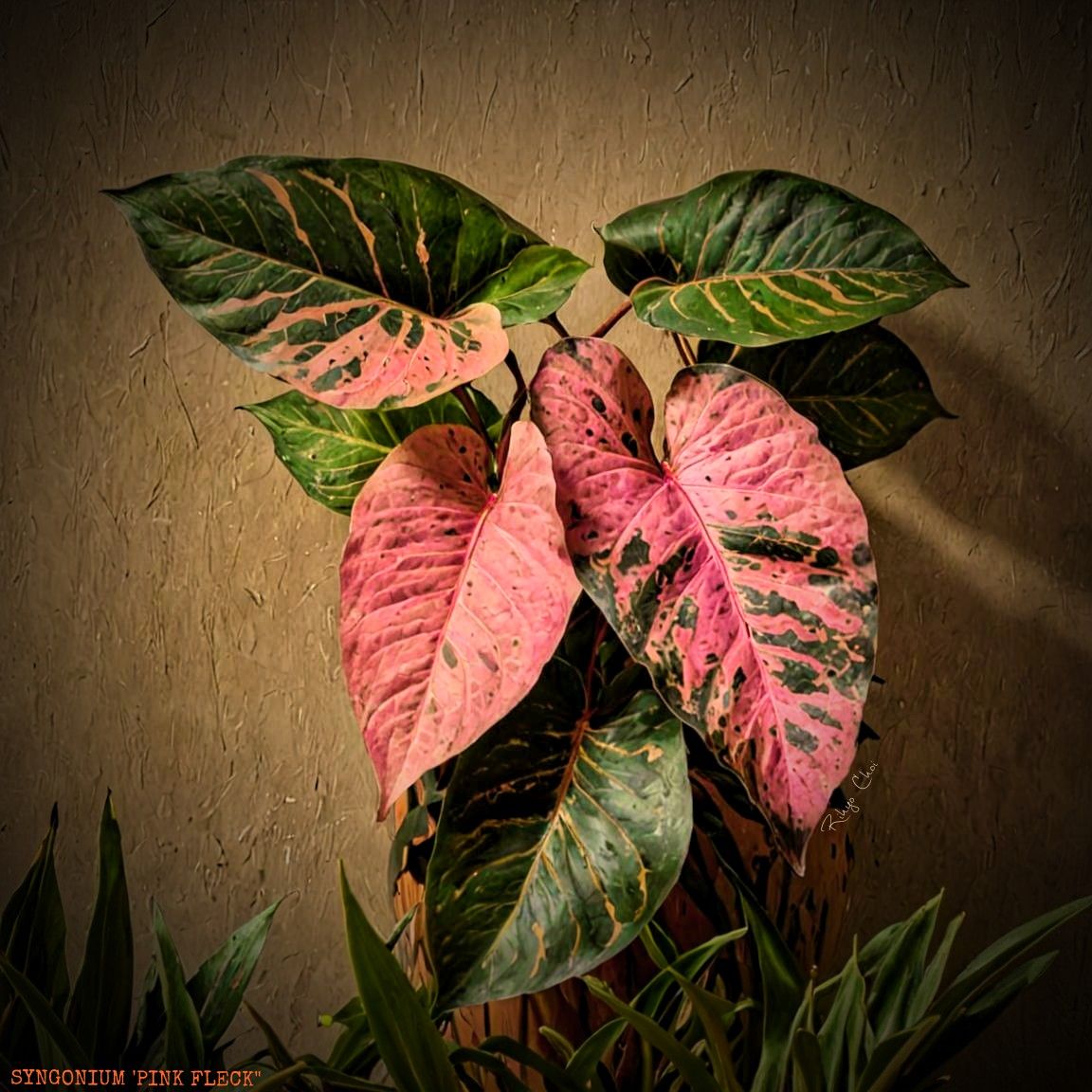 Photo of the plant species Pink Flecked Syngonium by @JenobiBLU named Peckle on Greg, the plant care app