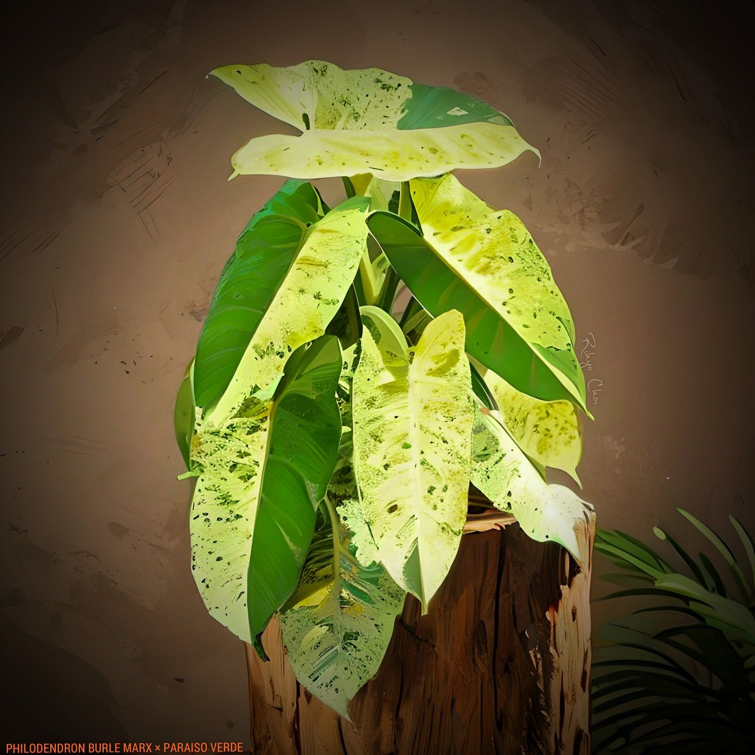 Photo of the plant species Philodendron 'Burle Marxii' by @JenobiBLU named BMPV on Greg, the plant care app