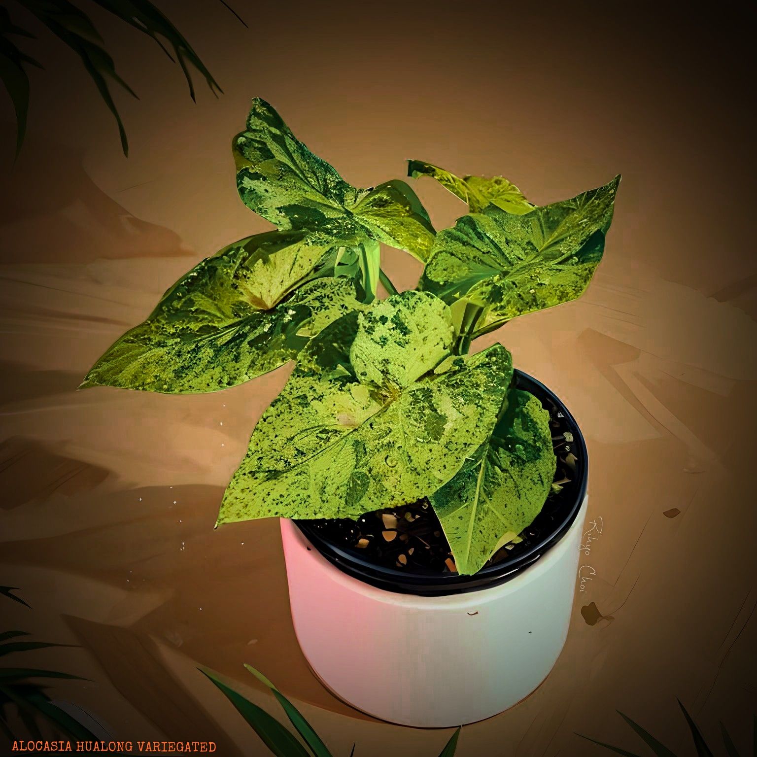 Photo of the plant species Alocasia hollrungii by @JenobiBLU named Spearmint on Greg, the plant care app