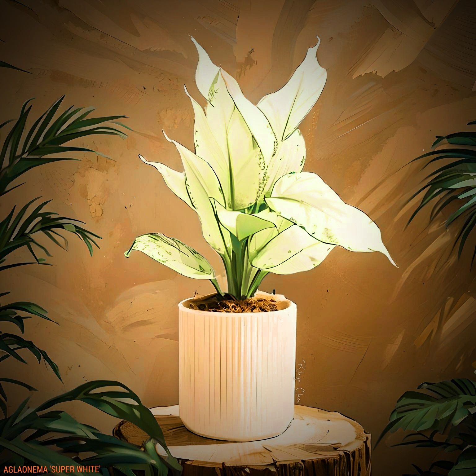 Photo of the plant species Aglaonema 'Super White' by @JenobiBLU named Blanca on Greg, the plant care app