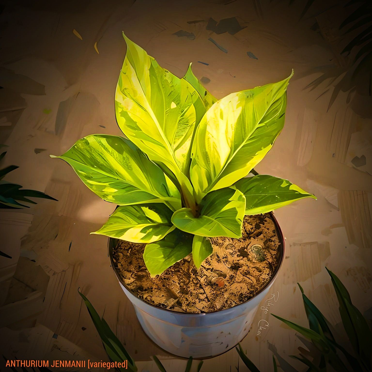 Photo of the plant species Lovely Green by @JenobiBLU named J. Manii on Greg, the plant care app