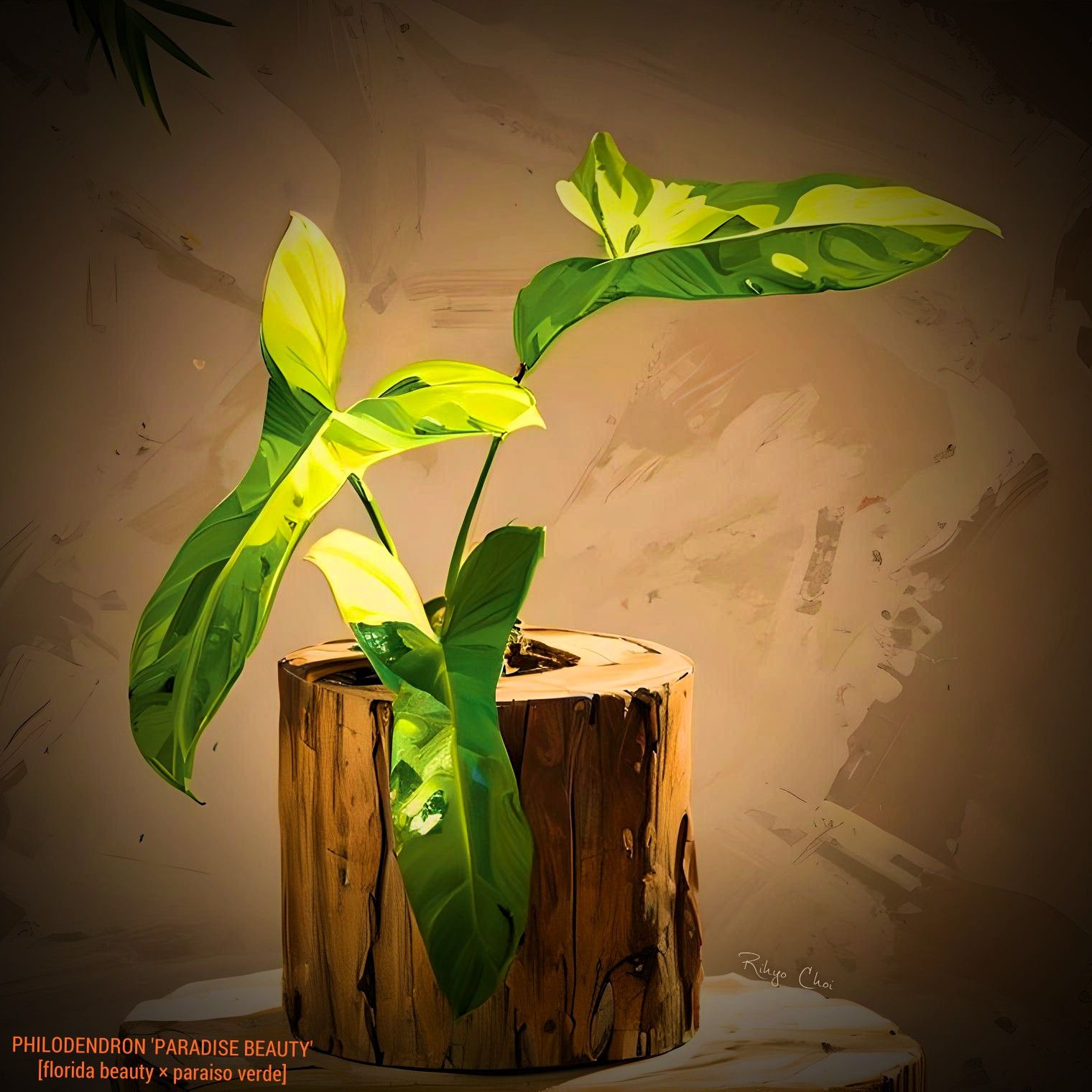Photo of the plant species Philodendron 'Florida x Tortum' by @JenobiBLU named Paradise Beauty [FLoBe × PV] on Greg, the plant care app