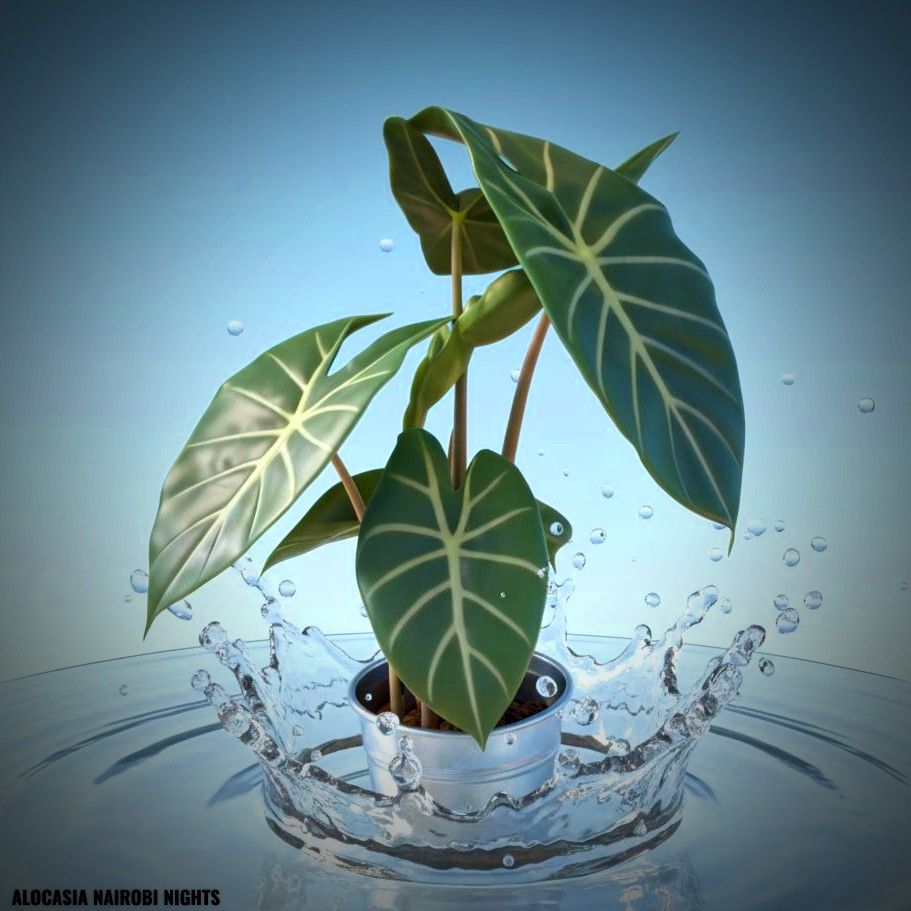 Photo of the plant species Alocasia Nairobi Nights by @JenobiBLU named Ro-B on Greg, the plant care app