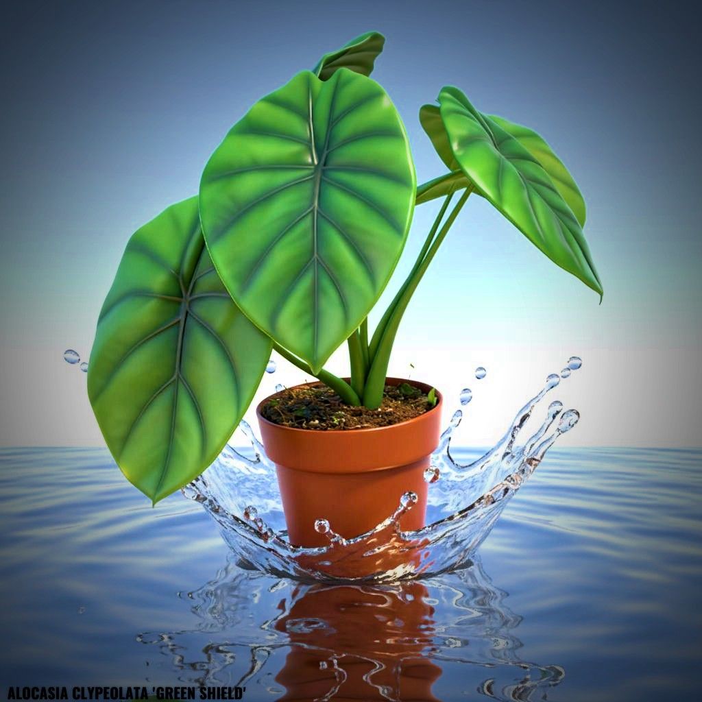 Photo of the plant species Alocasia Green Shield by @JenobiBLU named Midori on Greg, the plant care app