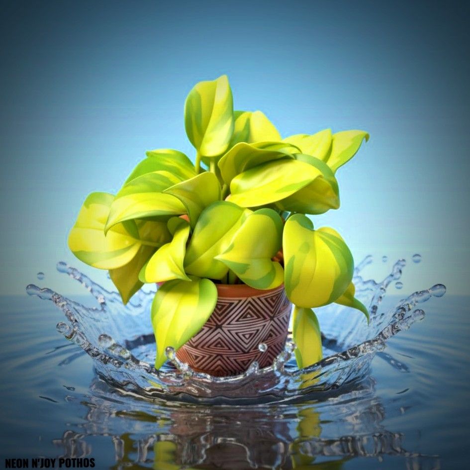 Photo of the plant species Pothos 'Neon Joy' by @JenobiBLU named Nitro on Greg, the plant care app