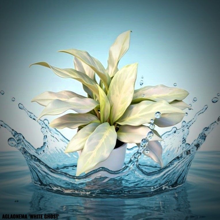 Photo of the plant species Chinese Evergreen 'Ghost' by @JenobiBLU named Casper on Greg, the plant care app
