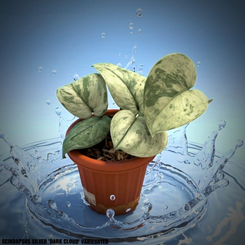 Photo of the plant species Scindapsus 'Silver Cloud' by @JenobiBLU named Artemis ['Dark Cloud'] on Greg, the plant care app