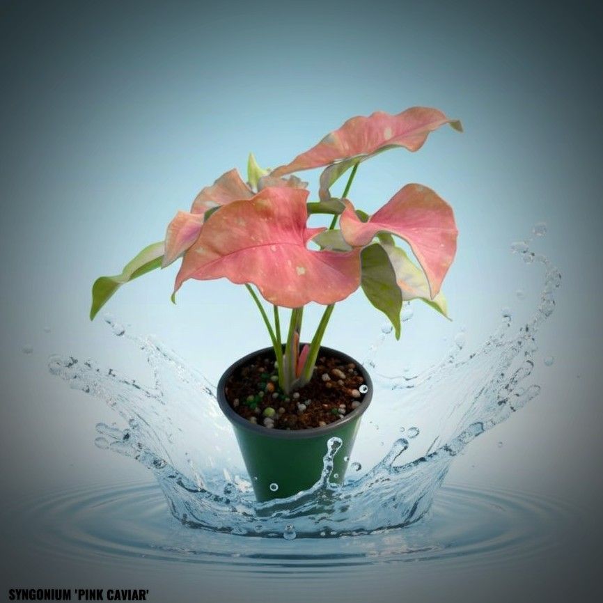 Photo of the plant species Syngonium podophyllum 'Pink Caviar' by @JenobiBLU named Sakura on Greg, the plant care app