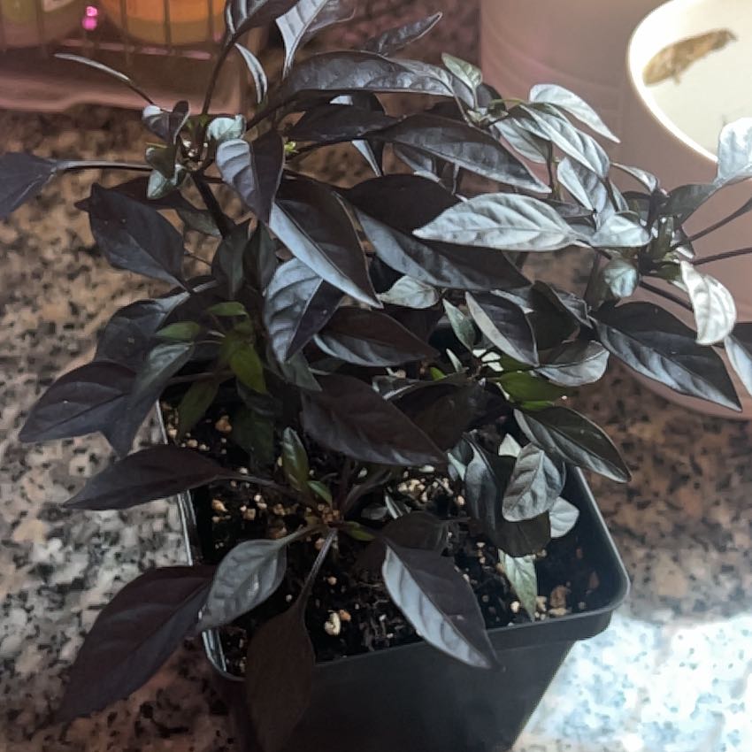 Photo of the plant species Ornamental Pepper Onyx Red by @BigLacefern88 named Emerson on Greg, the plant care app