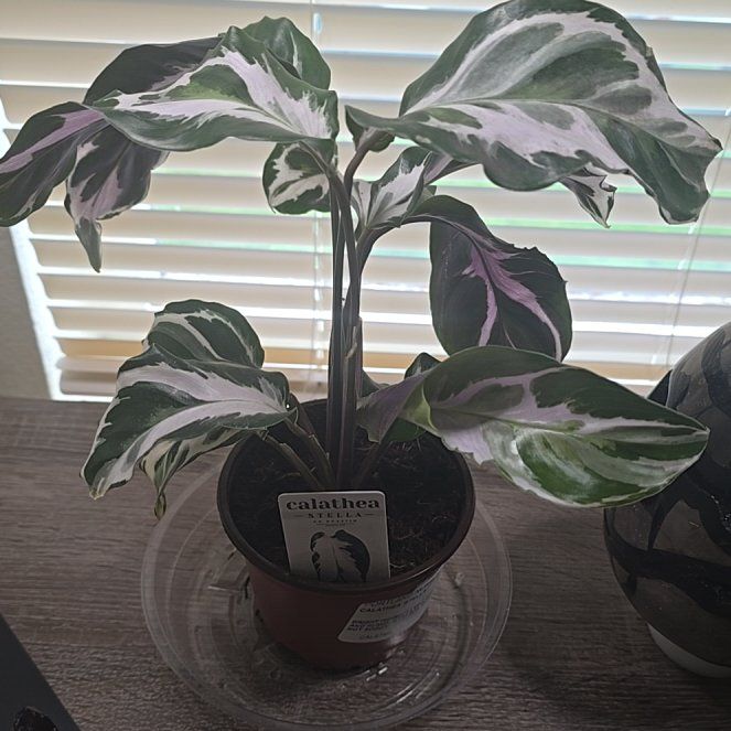 Photo of the plant species Calathea Stella by @SilkenDill13 named Homer on Greg, the plant care app