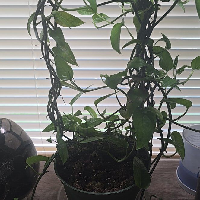 Photo of the plant species Skeleton Key Pothos by @SilkenDill13 named Spike Leaves on Greg, the plant care app