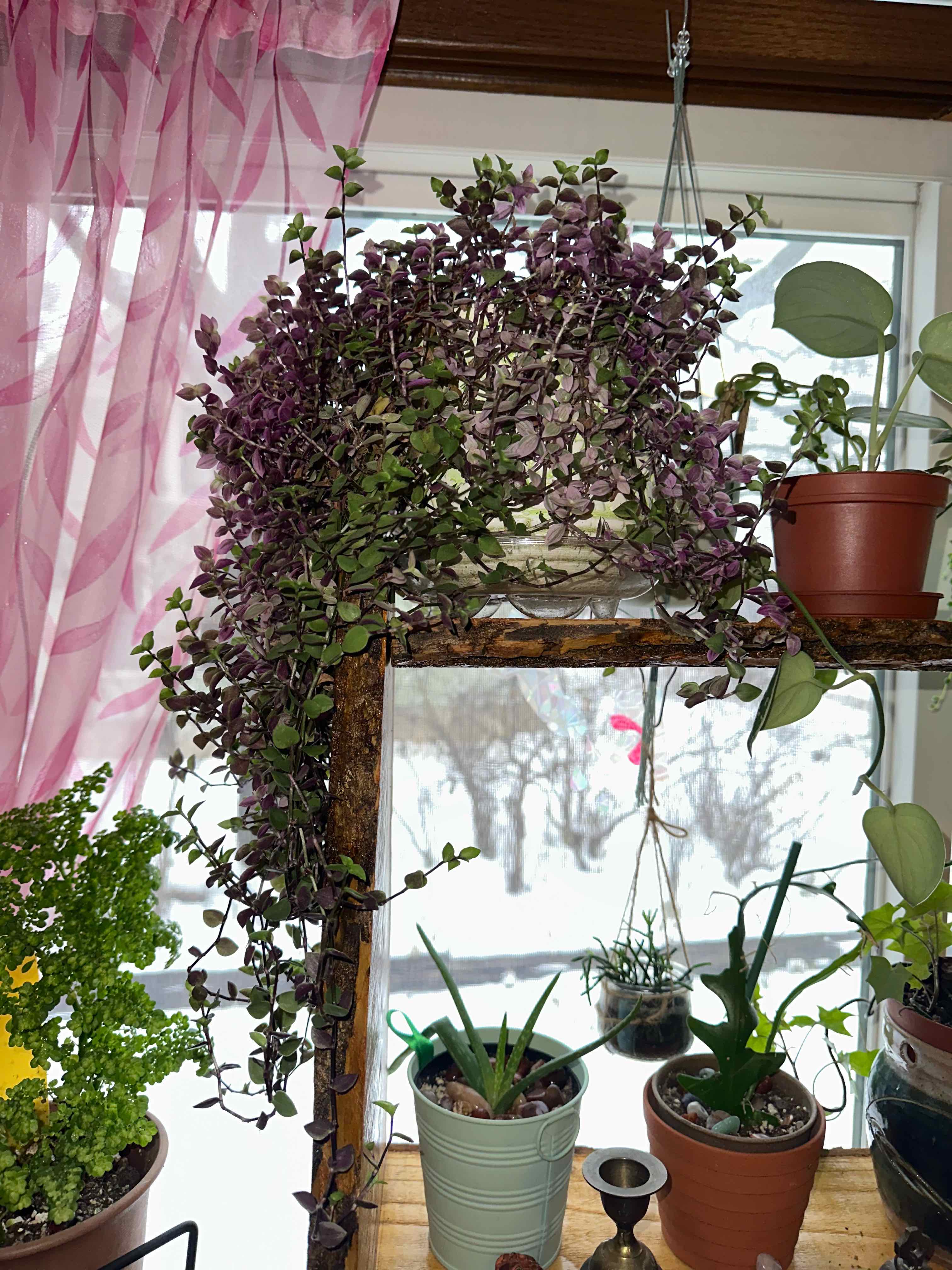 Photo of the plant species Turtle Vine 'Pink Lady' by @StunningDidelta named Jan on Greg, the plant care app