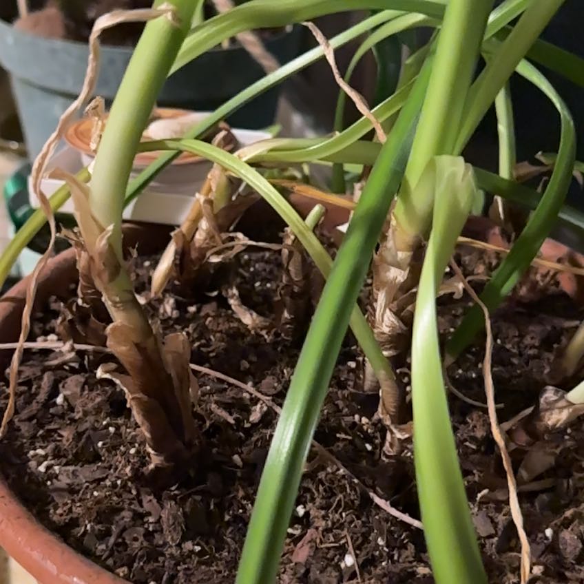 Photo of the plant species Aztec Lily by @StunningDidelta named Granddad on Greg, the plant care app