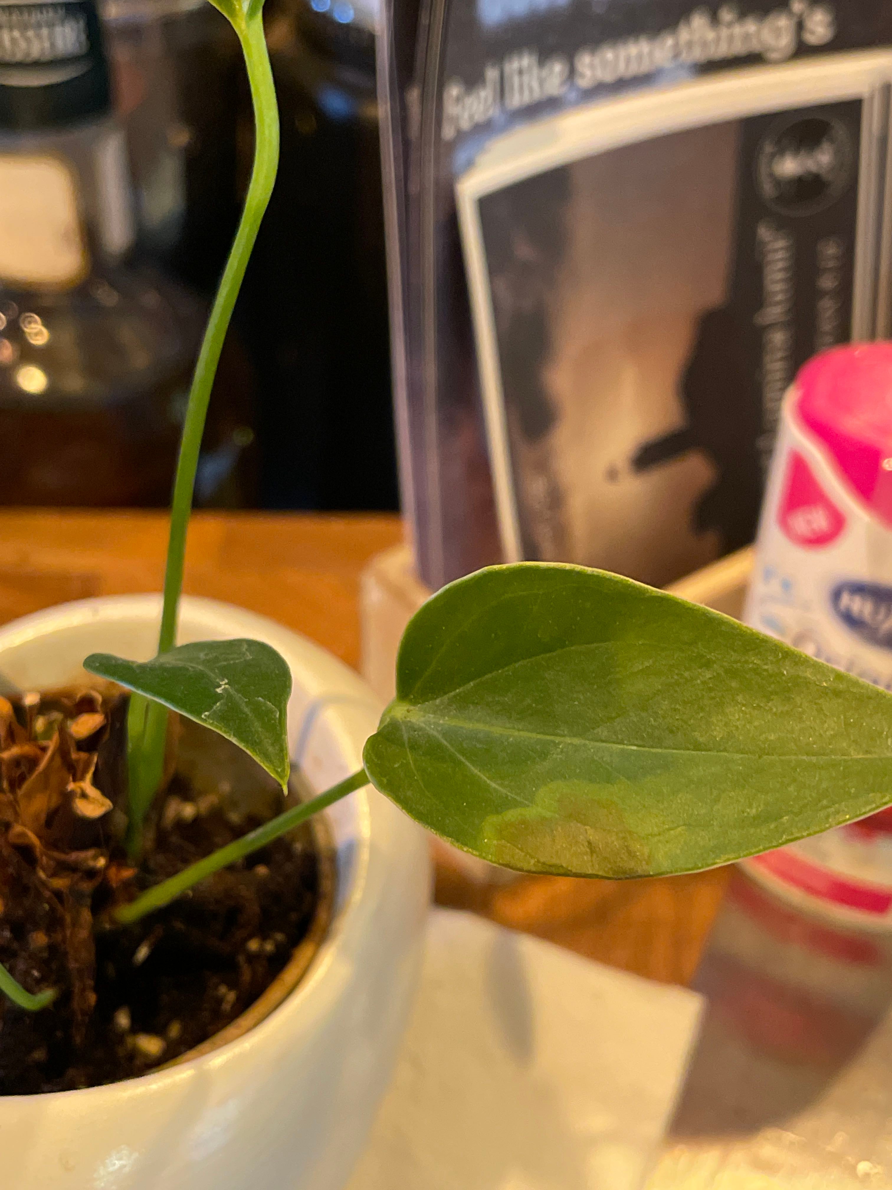 Anthurium How Much Water & Light Does it Need to Thrive?
