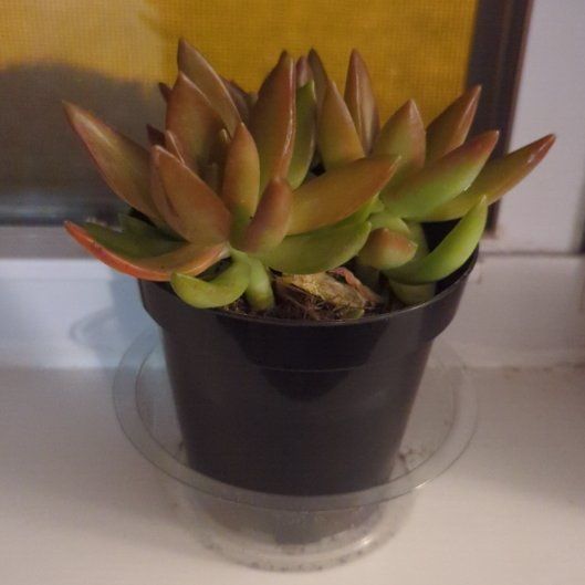 Photo of the plant species Coppertone Variegated Sedum by @NiceSuedebolete named Sunset Sedum on Greg, the plant care app