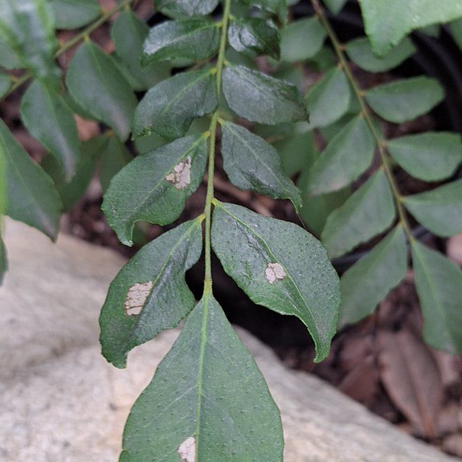Photo of the plant species Curry Tree by @SapientRamarama named Kendall on Greg, the plant care app