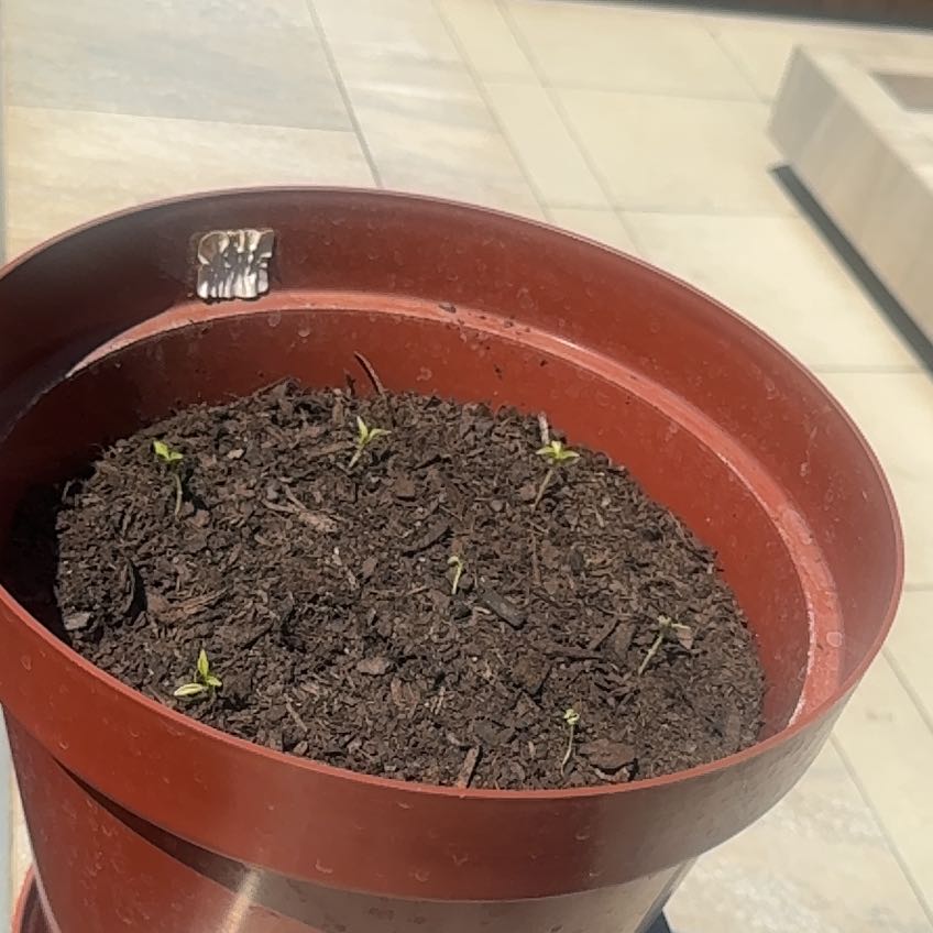 Photo of the plant species Cayenne Pepper by @EagerOricad66 named Eva on Greg, the plant care app