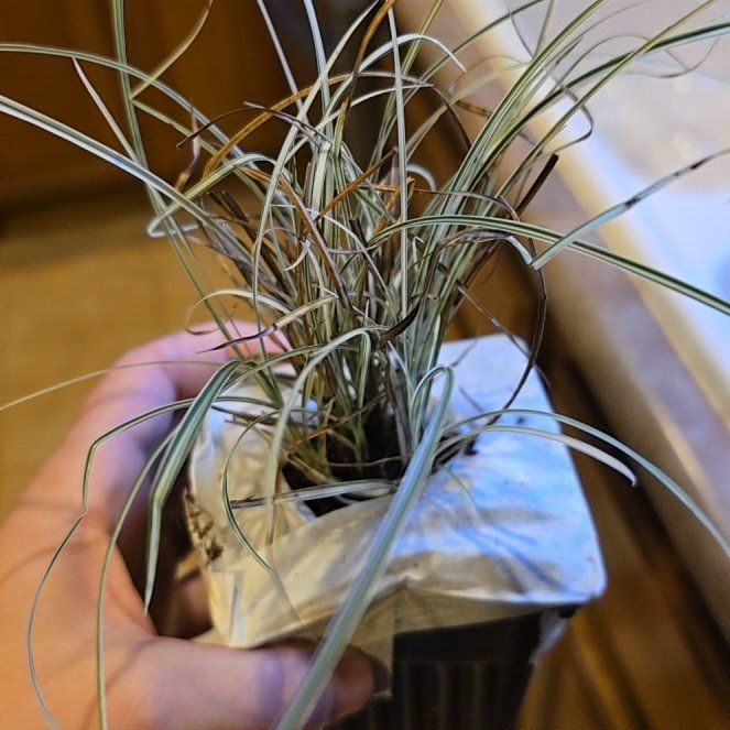 Photo of the plant species Morning Light Maiden Grass by @NeatTreeaeonium named Baesil on Greg, the plant care app