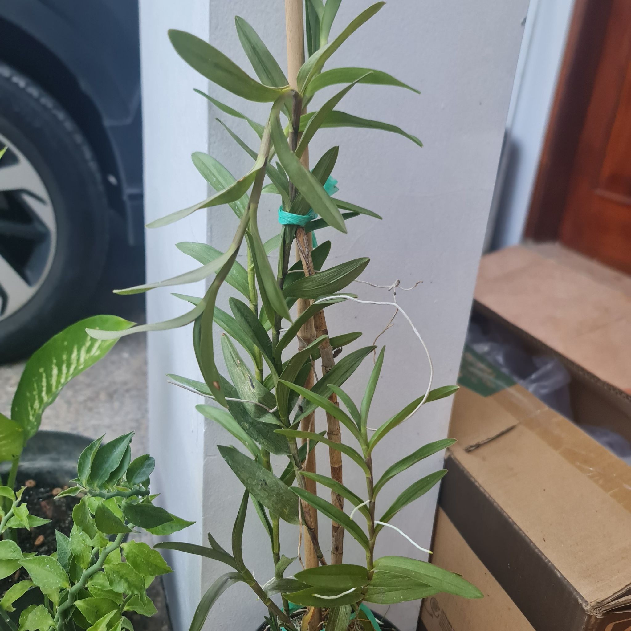 Photo of the plant species Crucifix Orchid by @Diospectre named Gwen on Greg, the plant care app