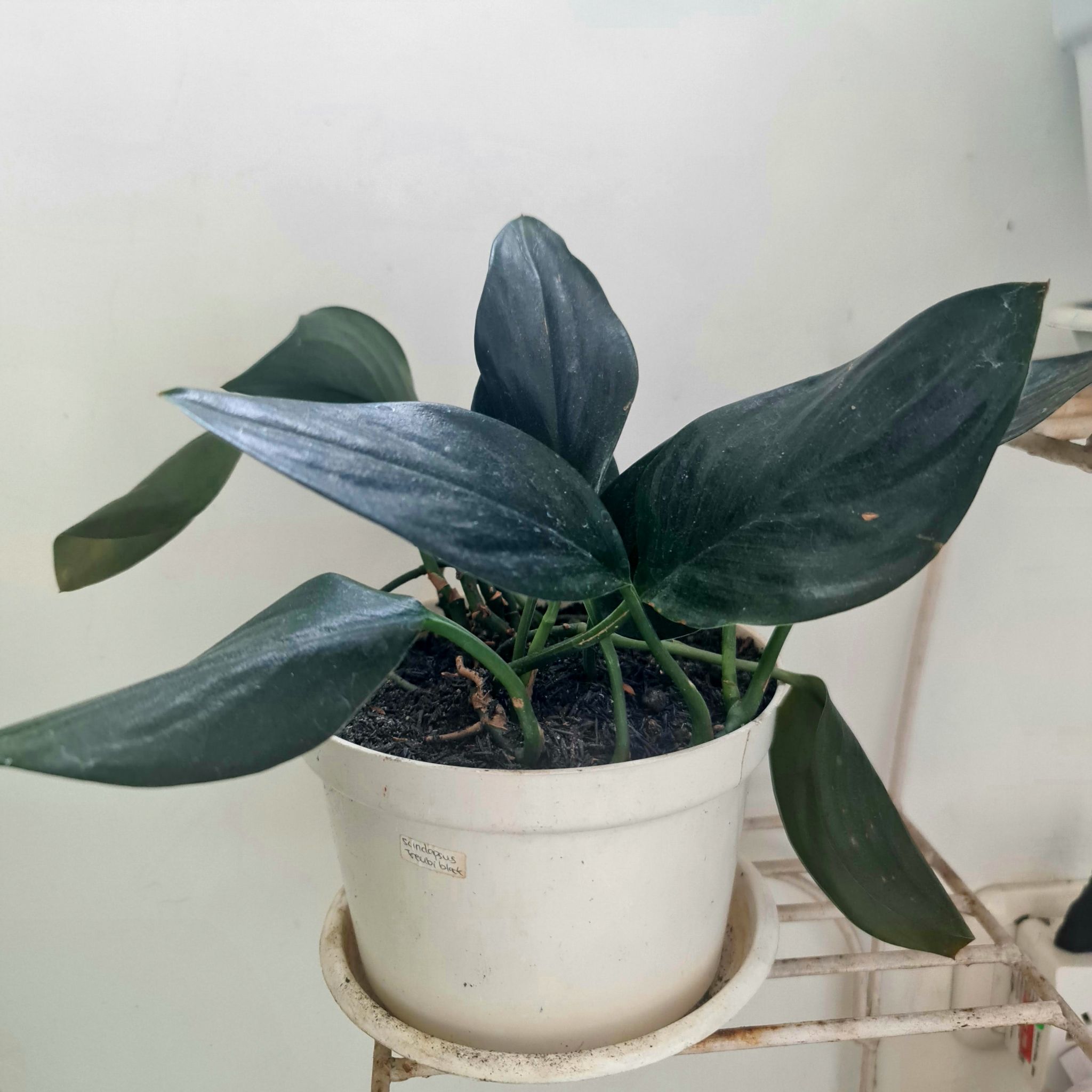 Photo of the plant species Scindapsus treubii 'Sumatra' by @Diospectre named Treb on Greg, the plant care app
