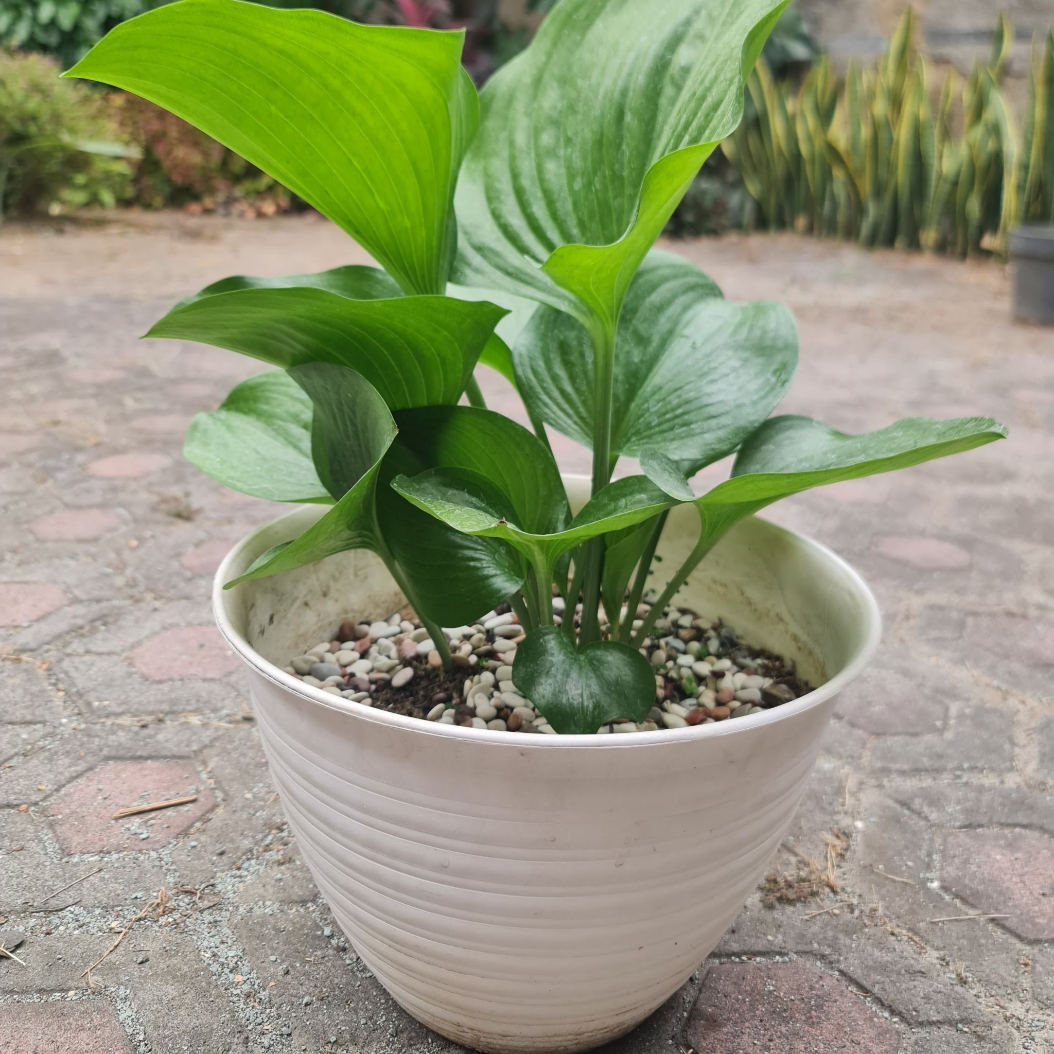 Photo of the plant species Cardwell Lily by @Diospectre named Boin on Greg, the plant care app