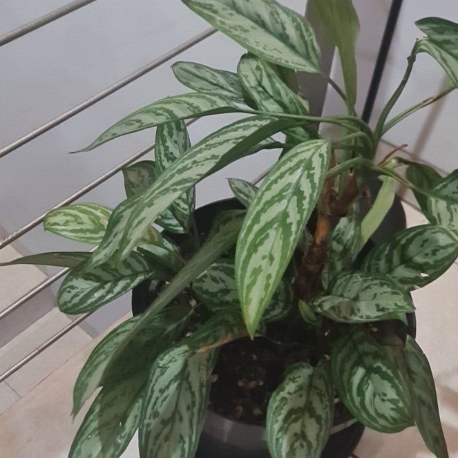 Photo of the plant species Painted Drop Tongue by @Diospectre named Nit on Greg, the plant care app