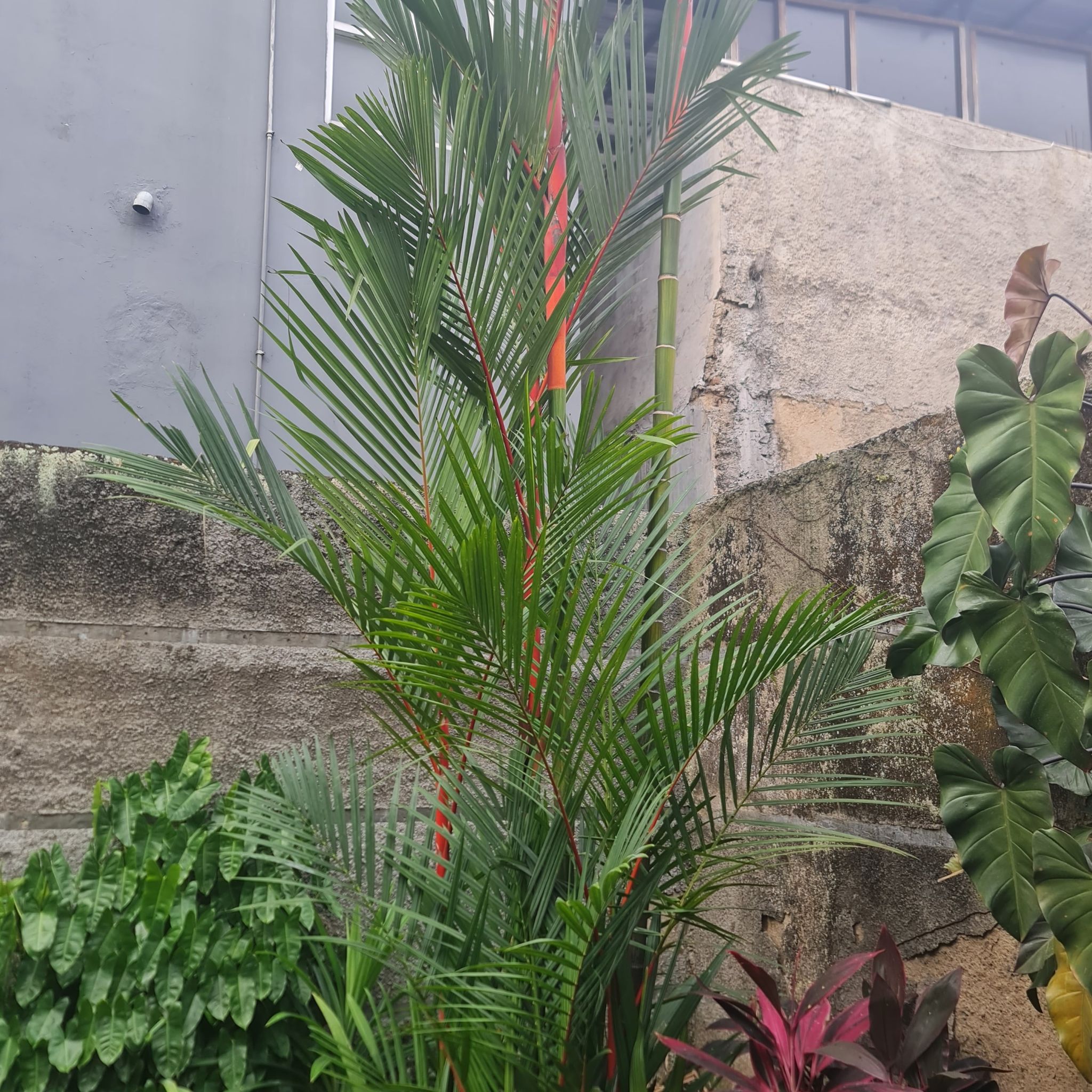 Photo of the plant species Lipstick Palm by @Diospectre named Red-One on Greg, the plant care app