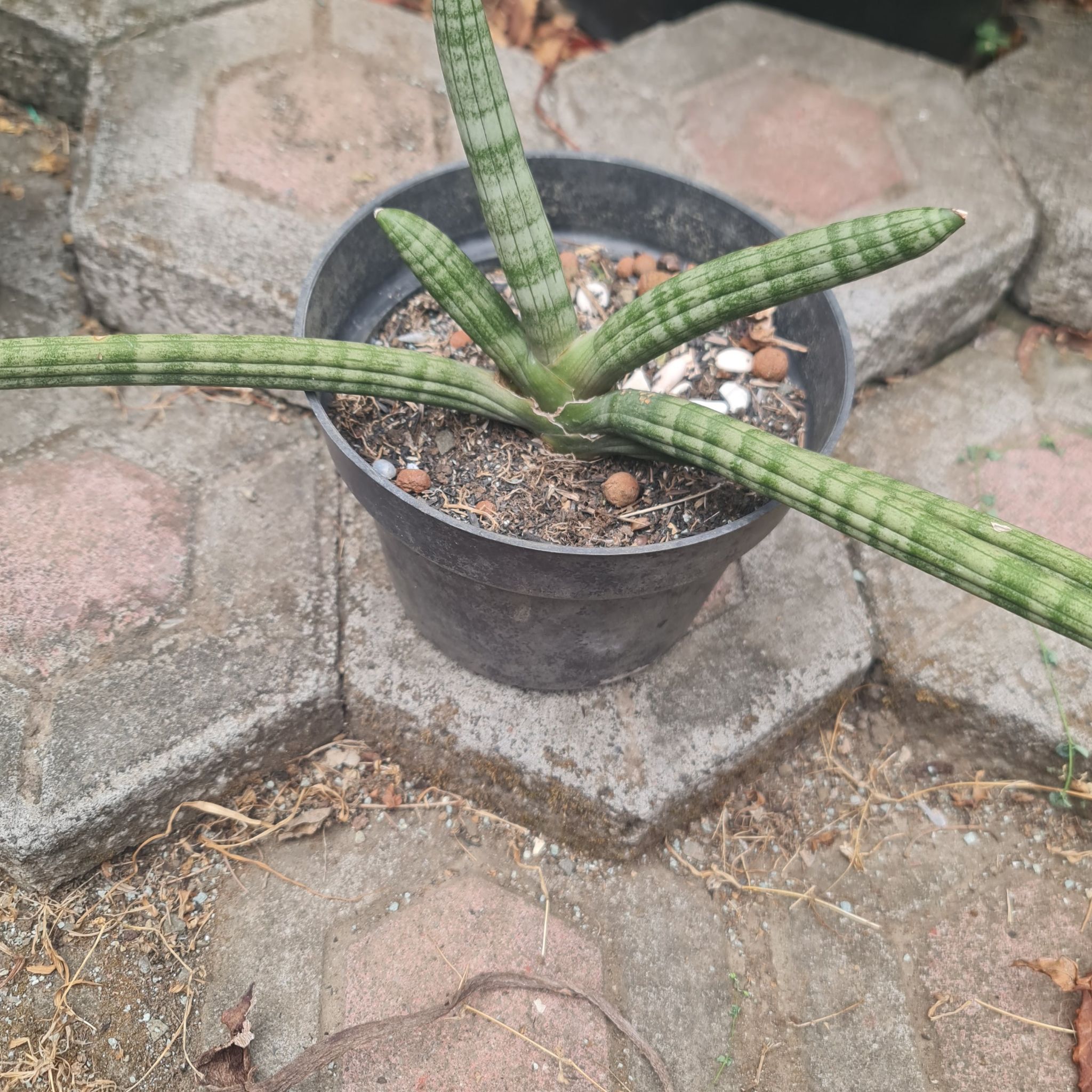 Photo of the plant species Dracaena suffruticosa by @Diospectre named Vierra on Greg, the plant care app