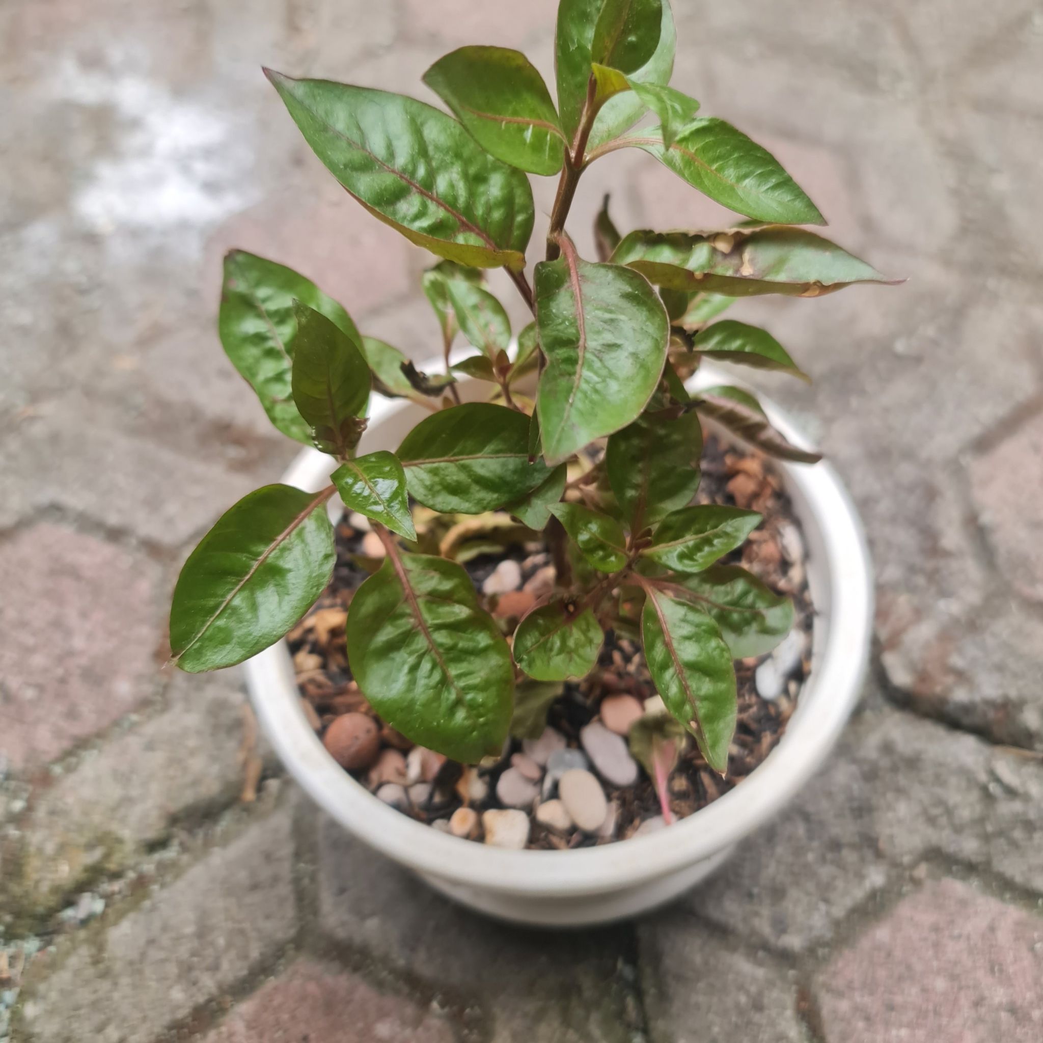 Photo of the plant species Red Alternanthera by @Diospectre named Jo on Greg, the plant care app