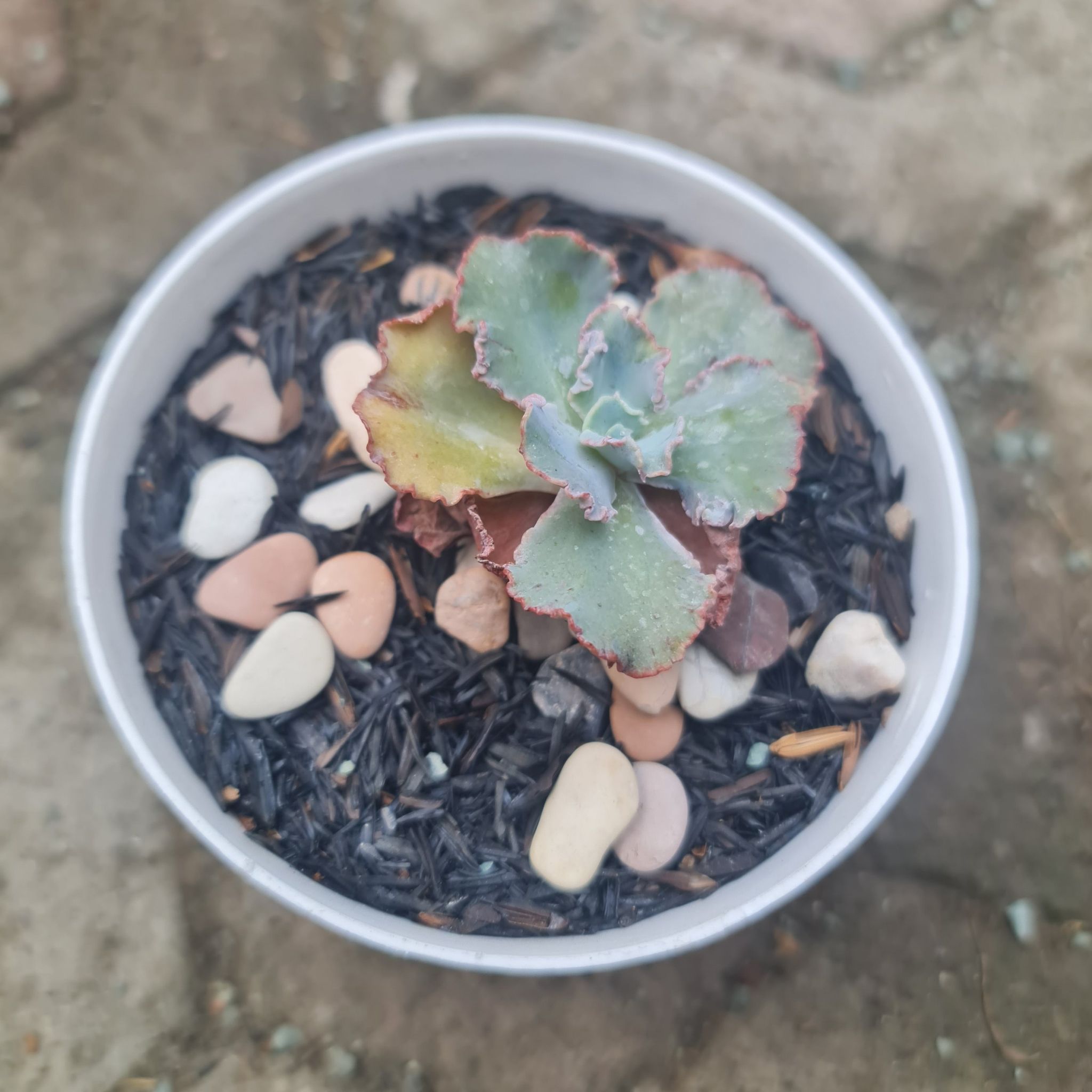 Photo of the plant species Mexican Hens by @Diospectre named Shavia on Greg, the plant care app