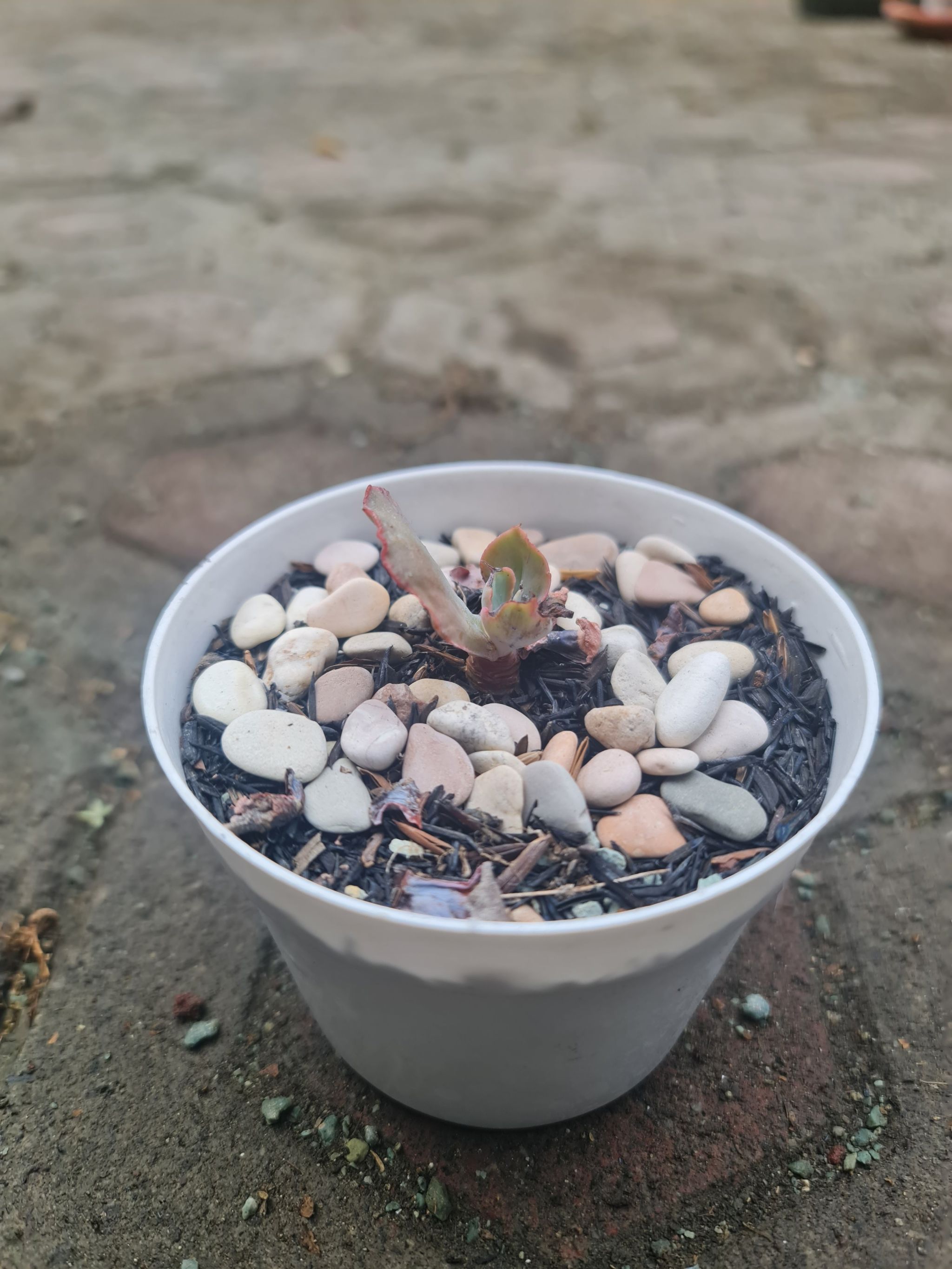 Photo of the plant species Mexican Hens by @Diospectre named Viana on Greg, the plant care app