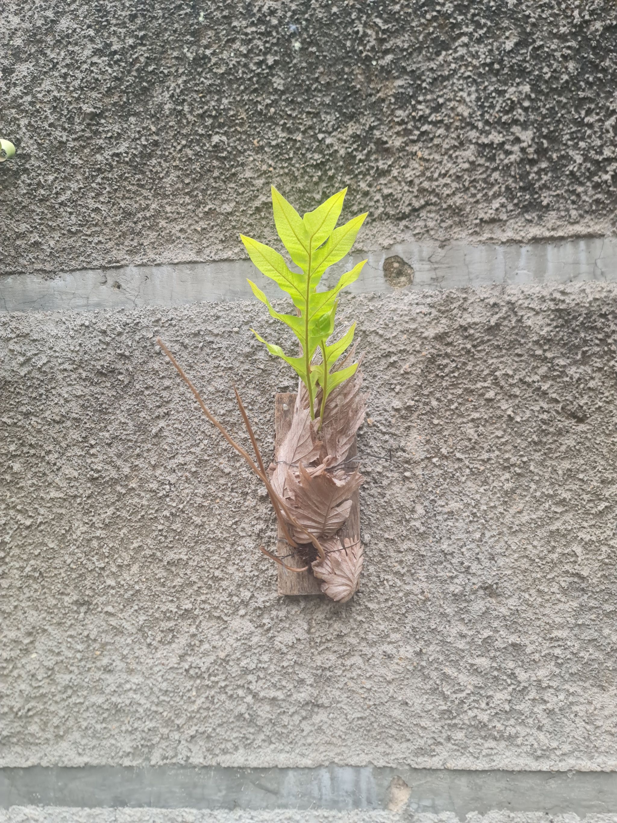 Photo of the plant species Gu-sui-bu by @Diospectre named Quercy on Greg, the plant care app