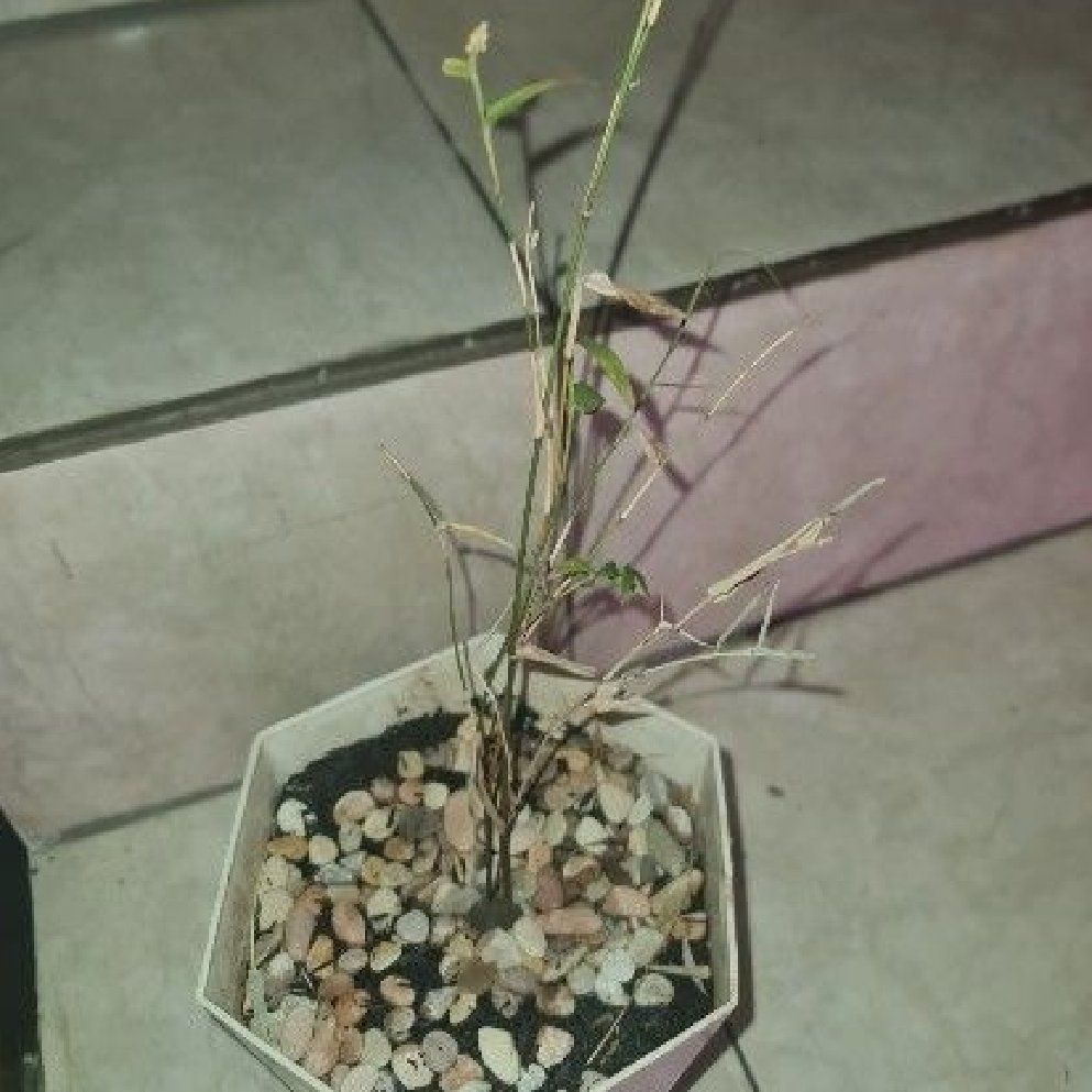 Photo of the plant species Dwarf Bamboo by @Diospectre named Pygma on Greg, the plant care app