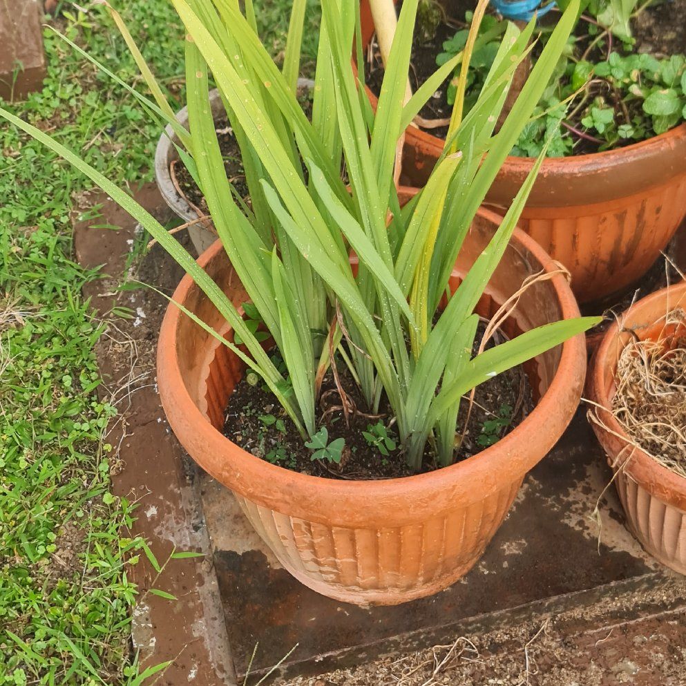 Photo of the plant species Walking Iris by @Diospectre named Gerry on Greg, the plant care app