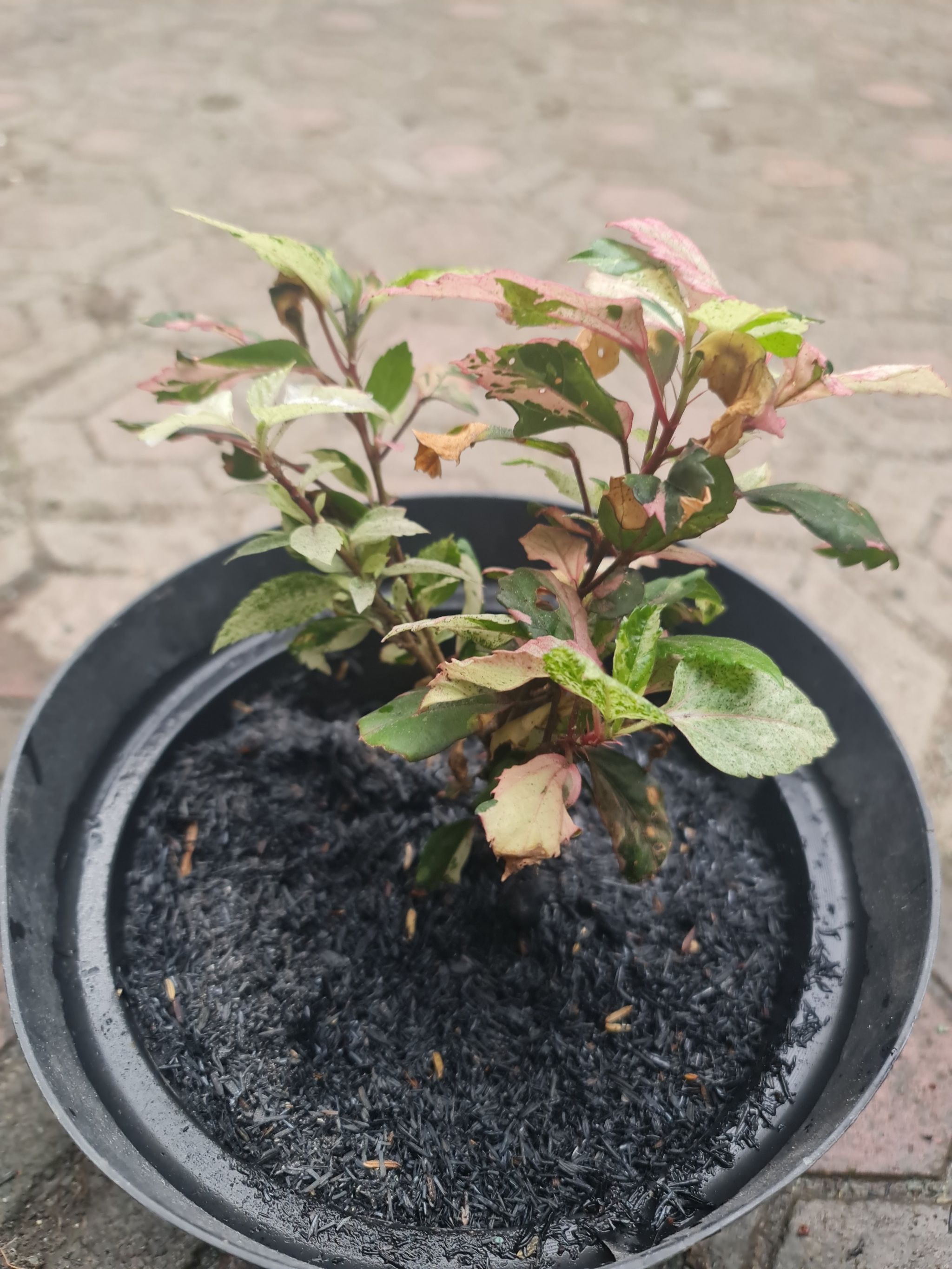 Photo of the plant species Double Red Hibiscus by @Diospectre named Clarissa on Greg, the plant care app