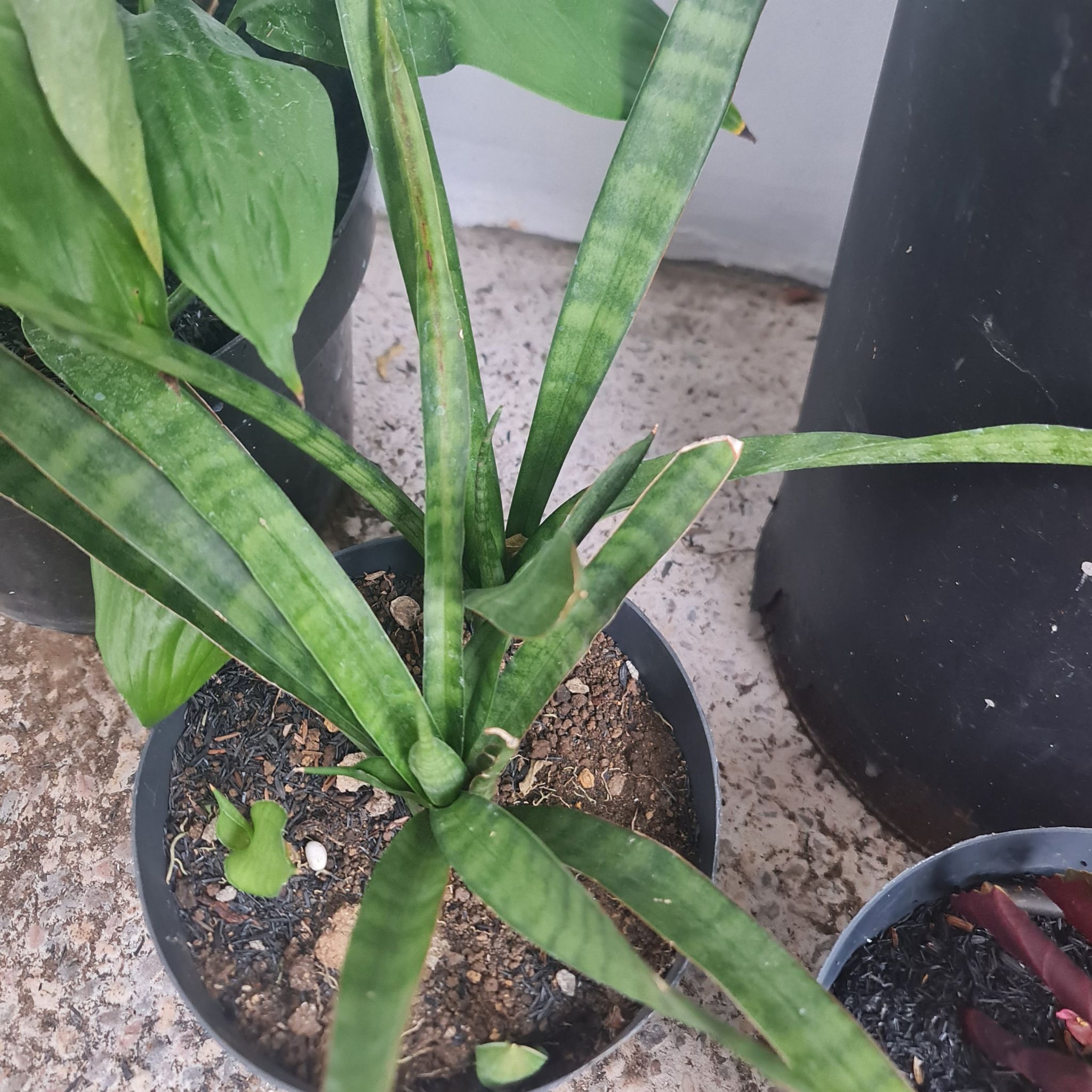 Photo of the plant species Kenya Hyacinth by @Diospectre named Tris on Greg, the plant care app