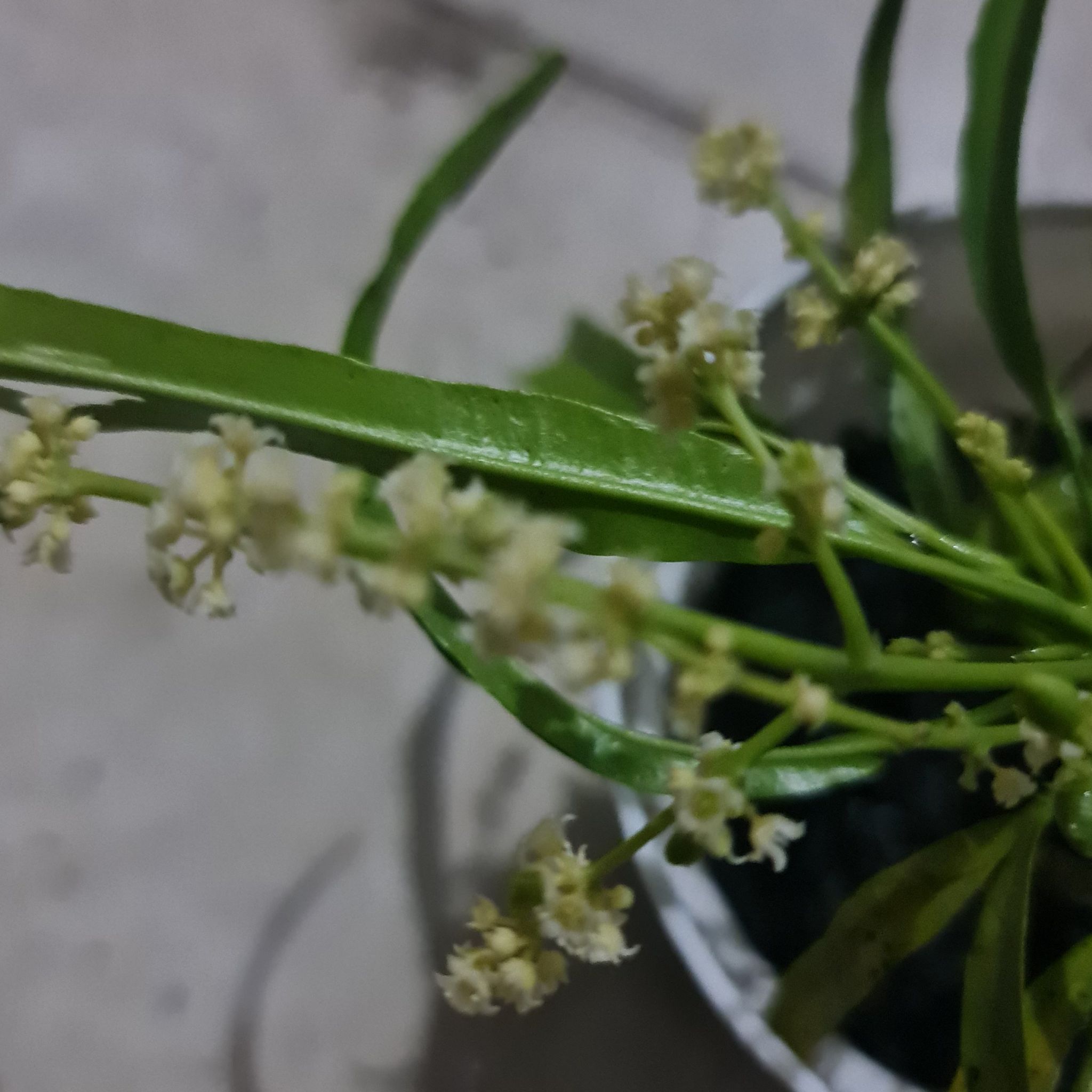 Photo of the plant species Zodia by @Diospectre named Zodi on Greg, the plant care app