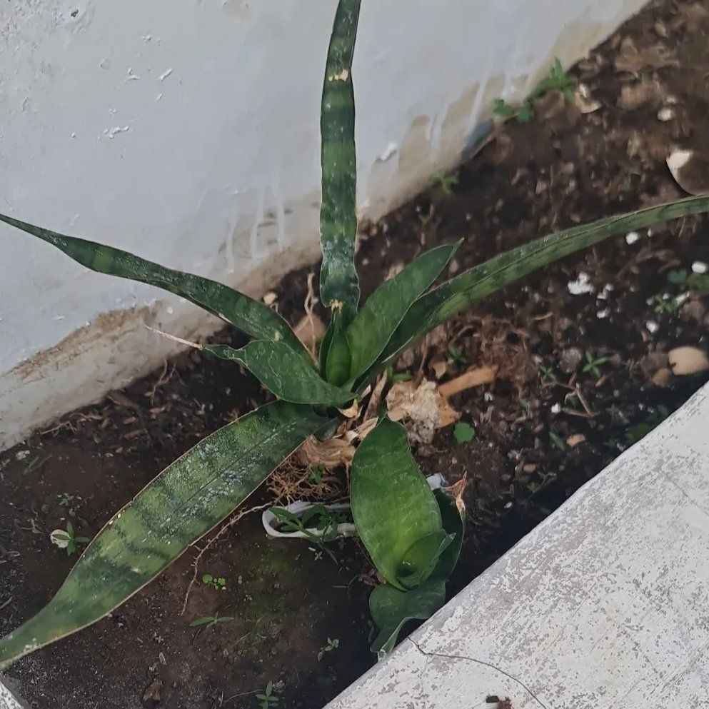 Photo of the plant species Kenya Hyacinth by @Diospectre named Price on Greg, the plant care app