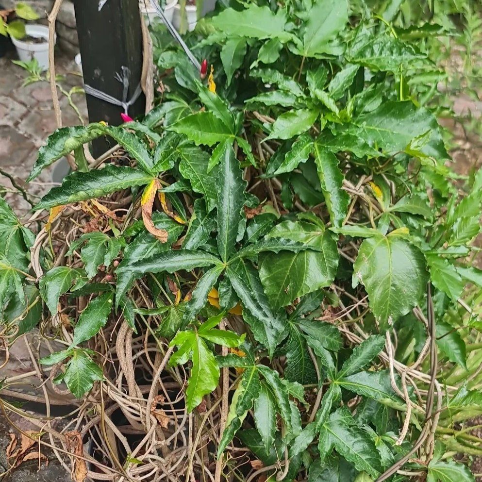 Photo of the plant species Ipomoea by @Diospectre named Cardi on Greg, the plant care app