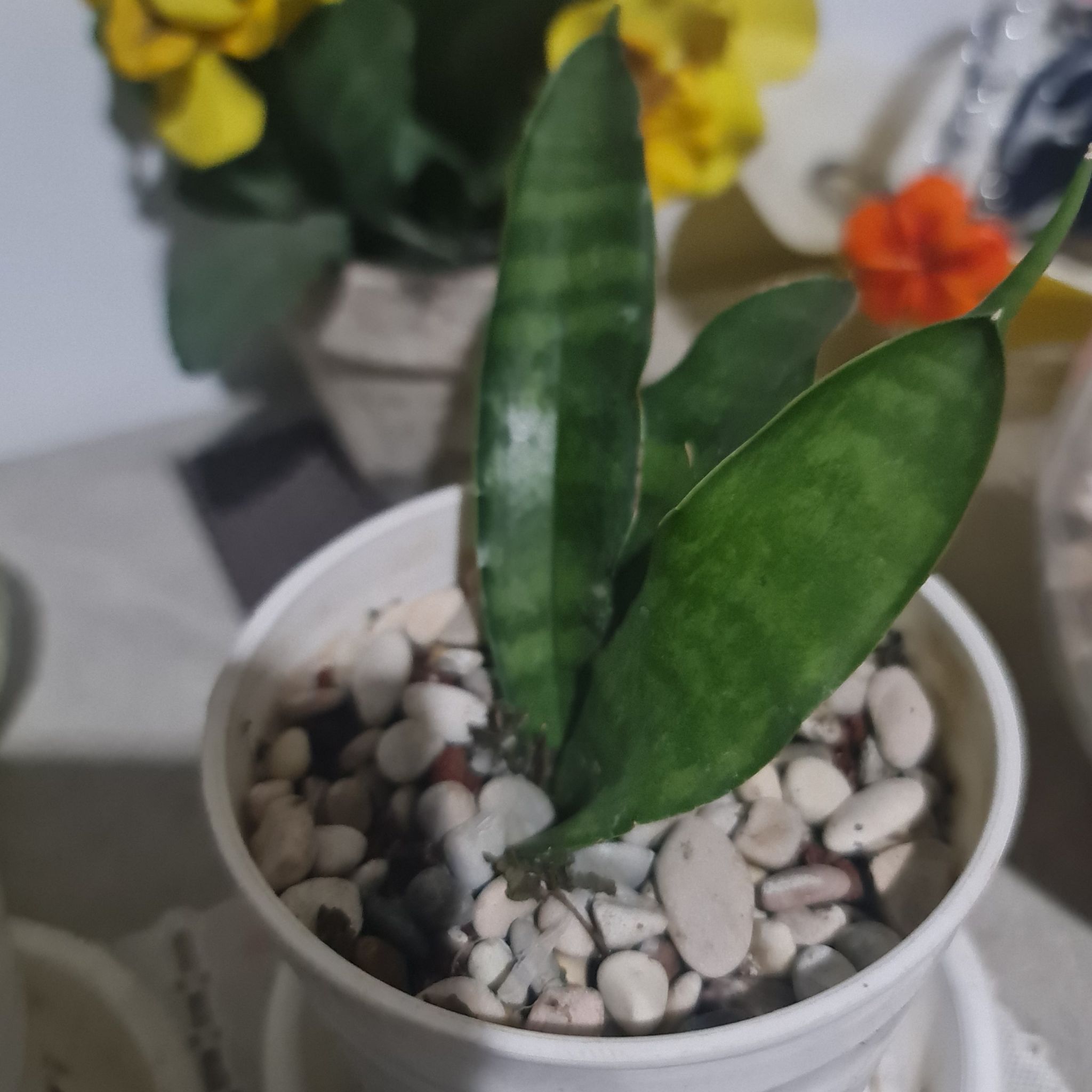Photo of the plant species Kenya Hyacinth by @Diospectre named Snake on Greg, the plant care app