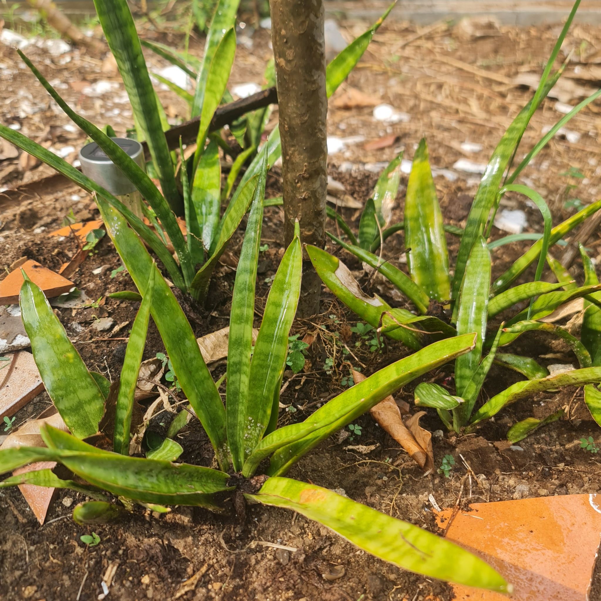 Photo of the plant species Kenya Hyacinth by @Diospectre named Peruvia on Greg, the plant care app