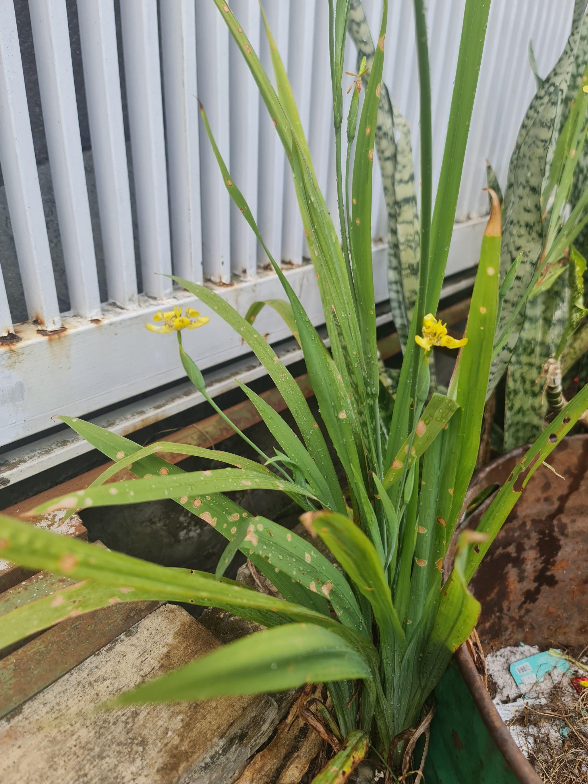 Photo of the plant species Walking Iris by @Diospectre named Etzy on Greg, the plant care app