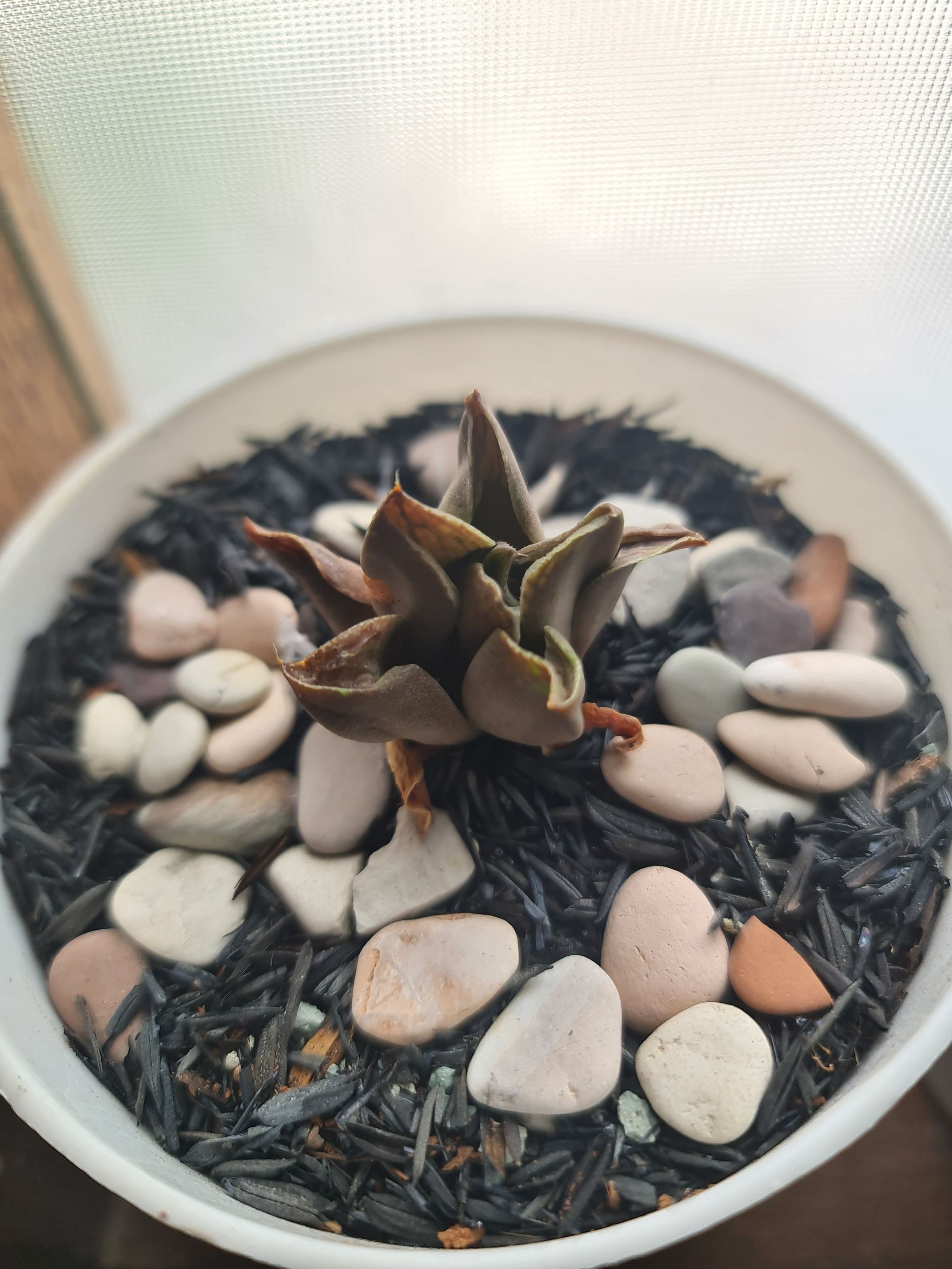 Photo of the plant species Variegated Haworthia retusa by @Diospectre named Tusa on Greg, the plant care app