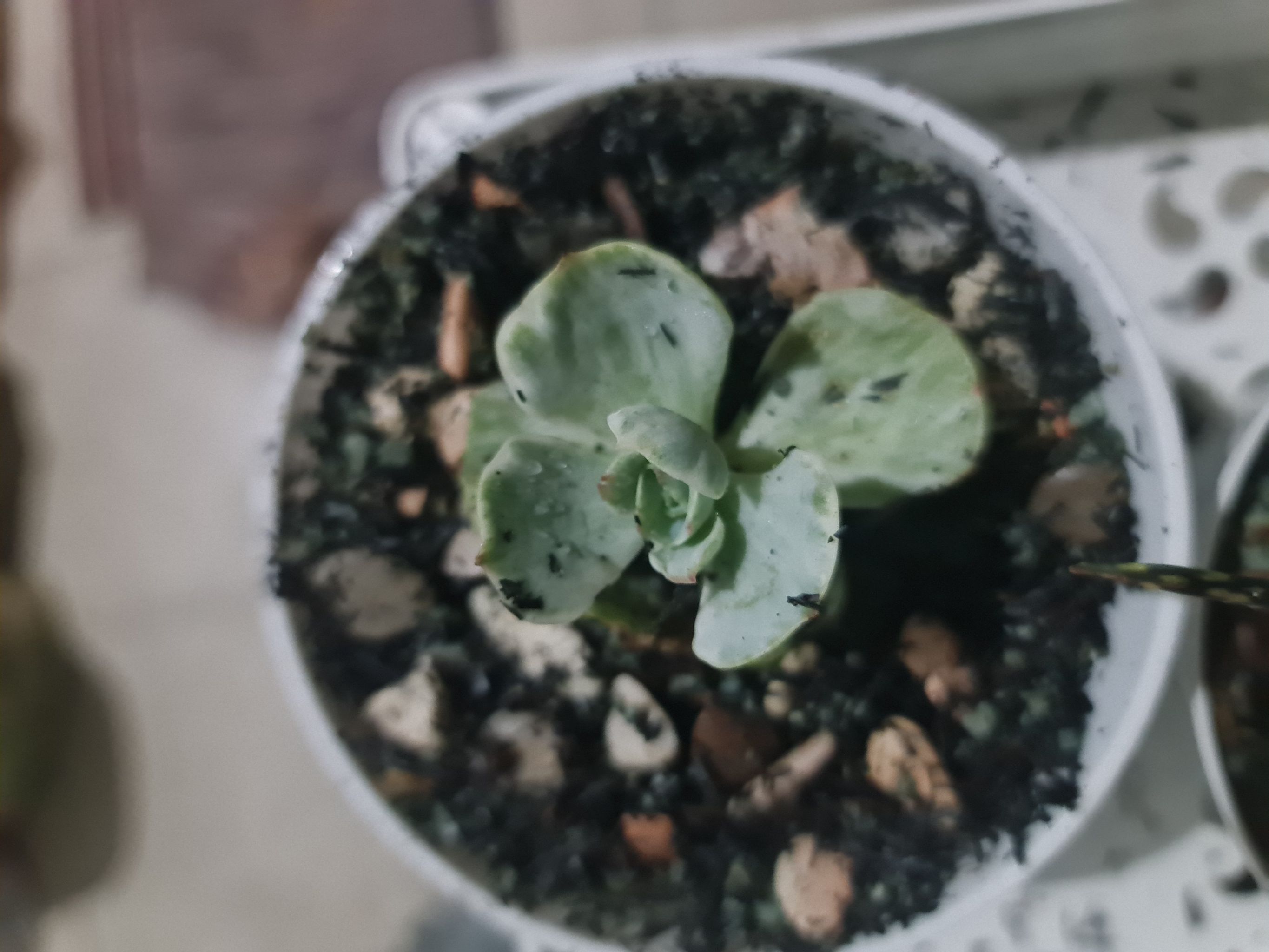 Photo of the plant species Silver Ruffles by @Diospectre named Donny on Greg, the plant care app