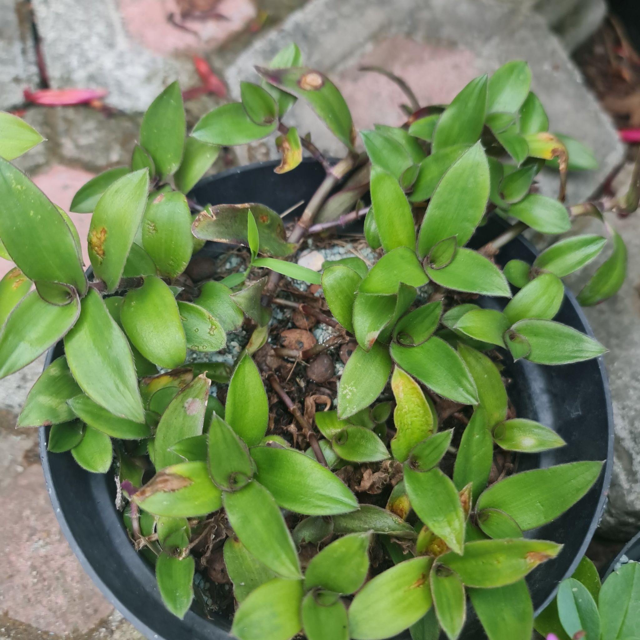 Photo of the plant species Flowering Inch Plant by @Diospectre named Courage on Greg, the plant care app